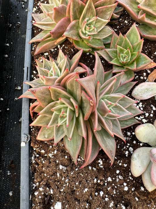 Echeveria 'Jade Star' Cluster