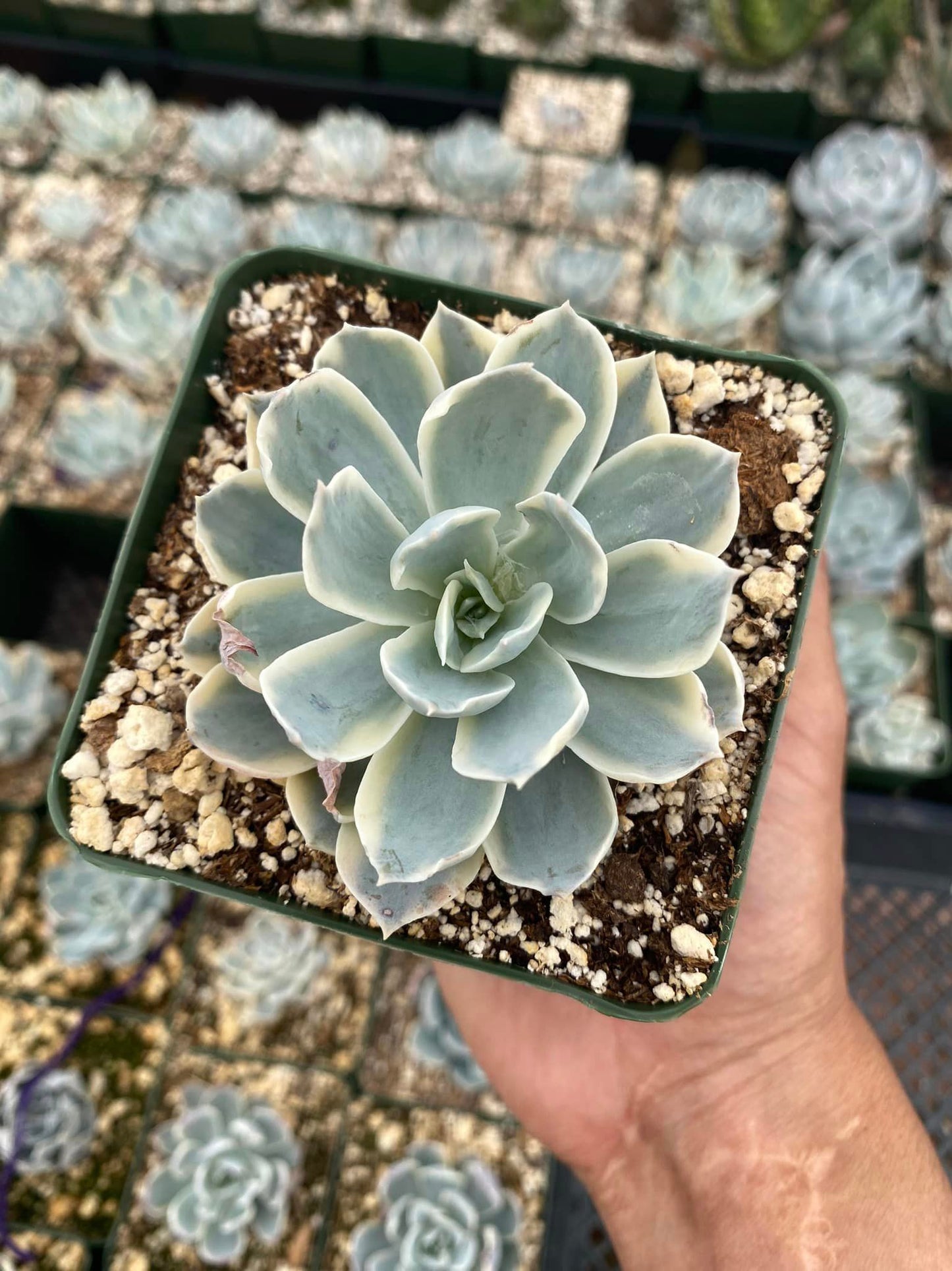 Echeveria subsesilis Variegada