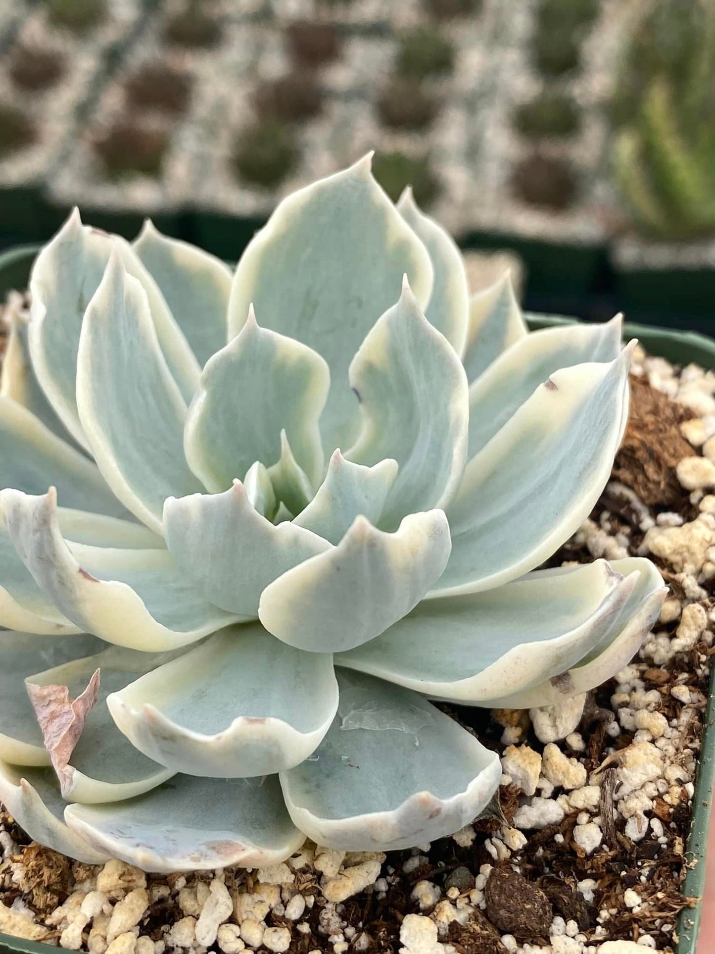 Echeveria subsesilis Variegada