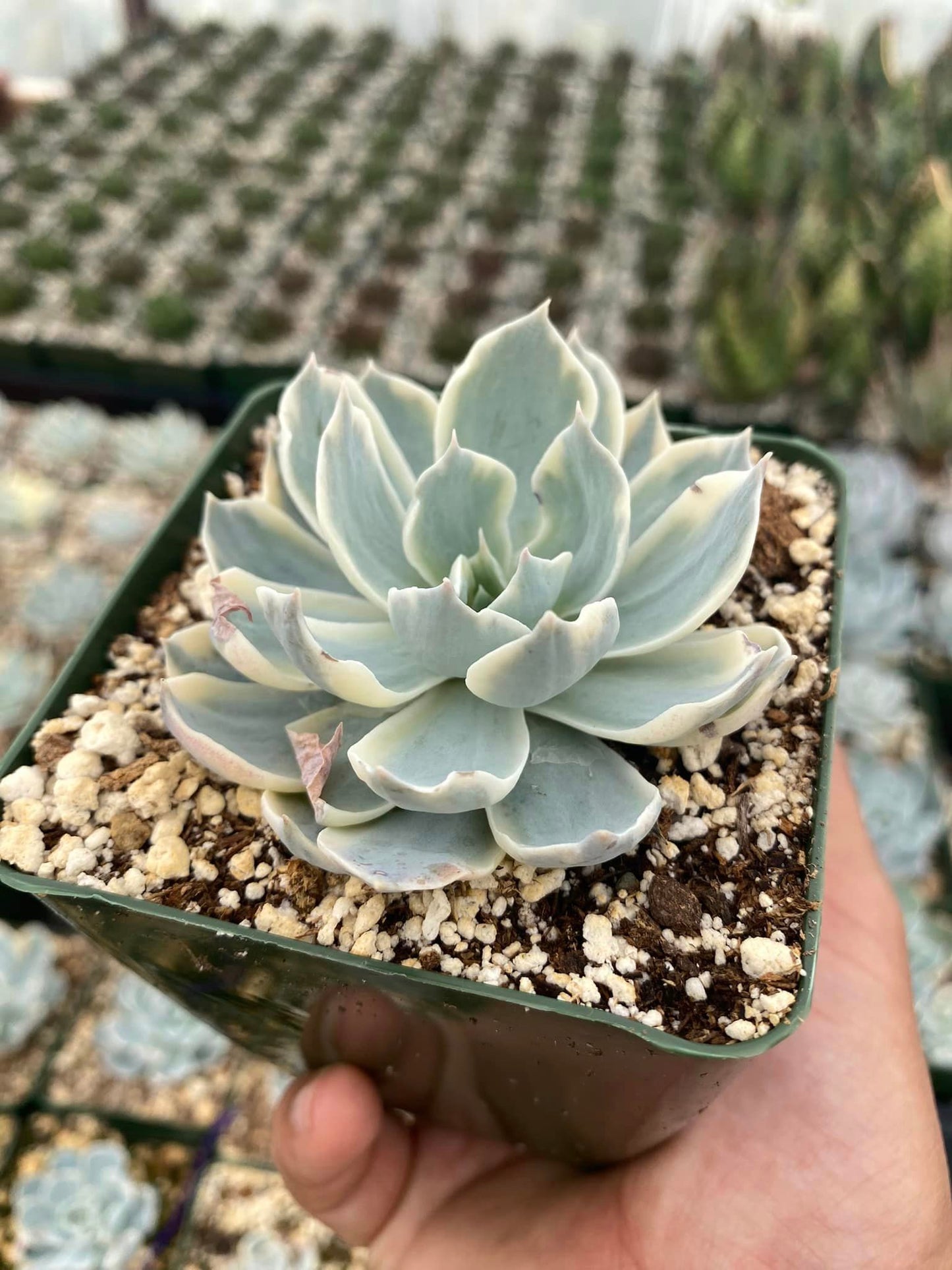 Echeveria subsesilis Variegada