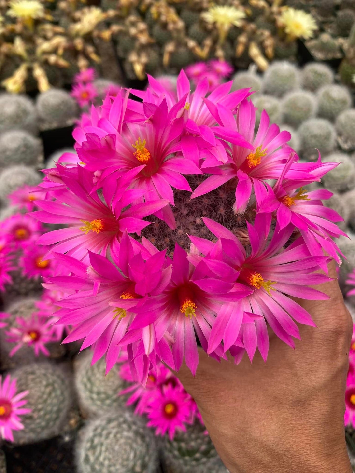 Mammillaria guelzowiana