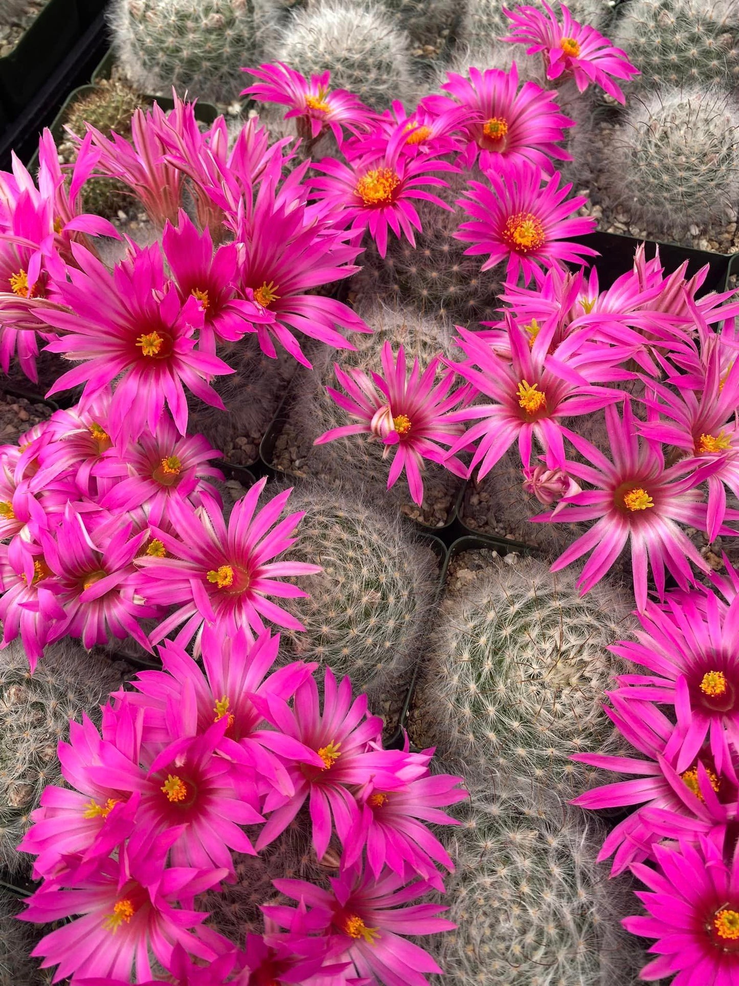 Mammillaria guelzowiana