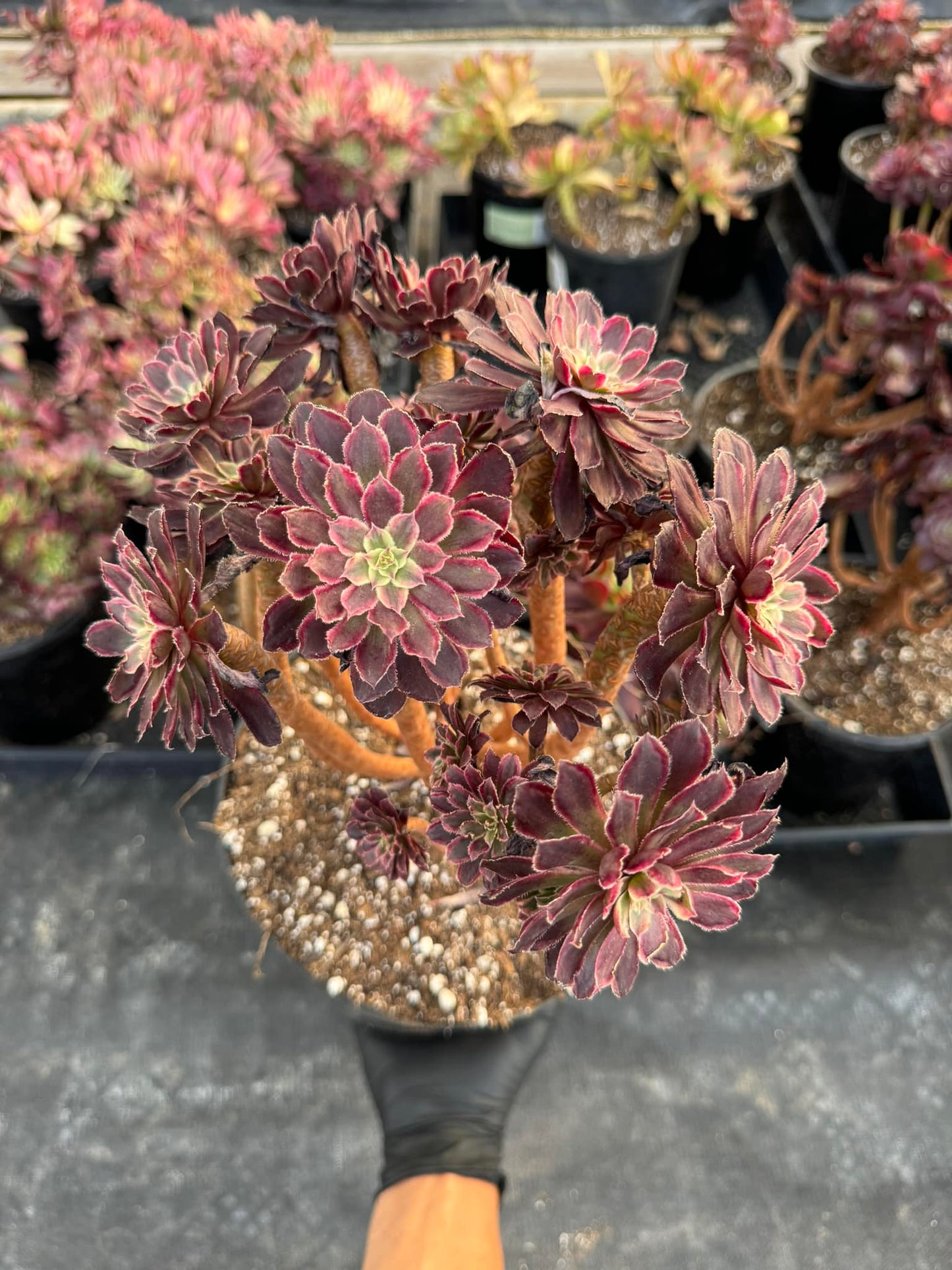 Aeonium 'Dream' Cluster