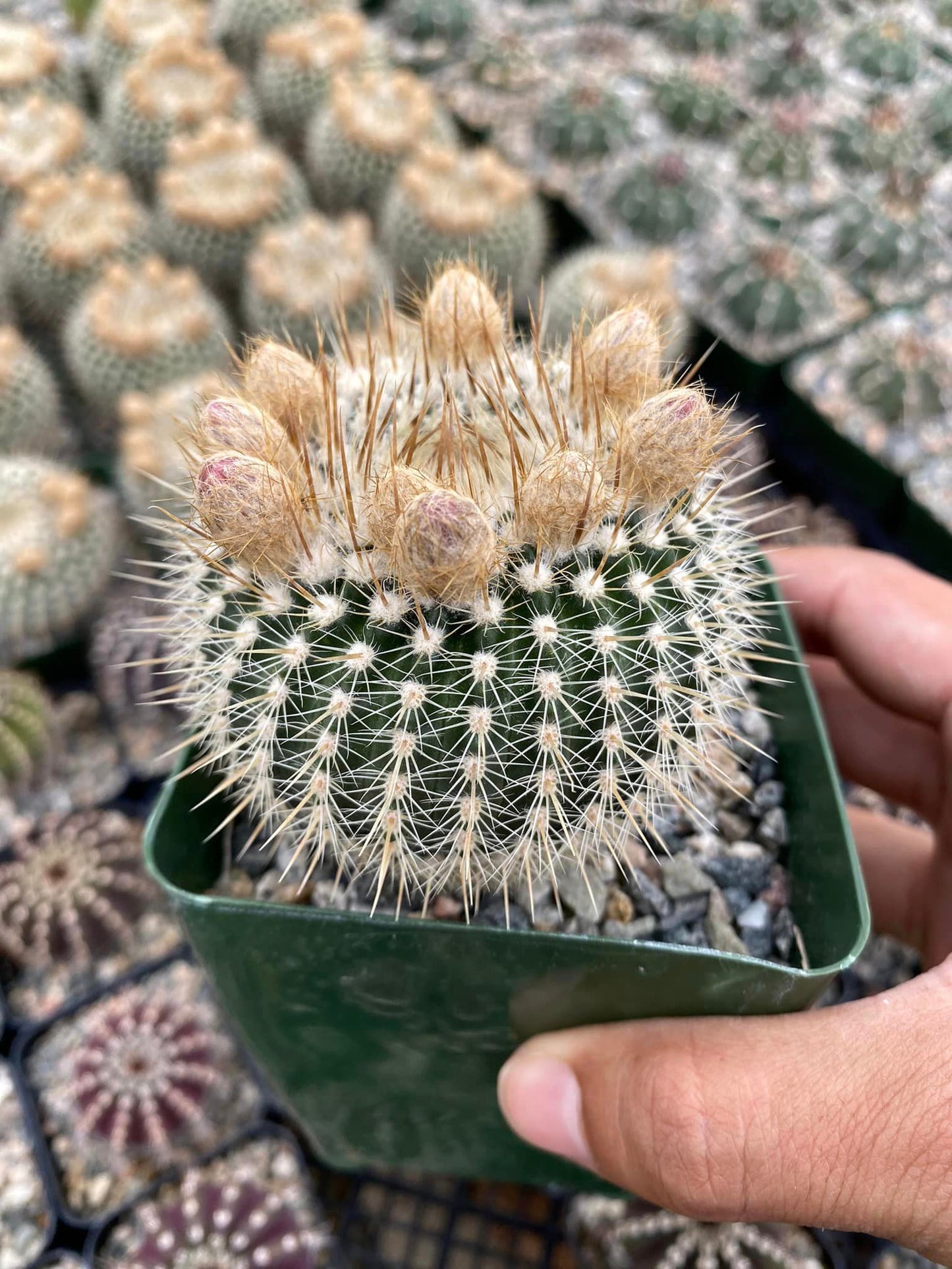 Notocactus gutierrezii