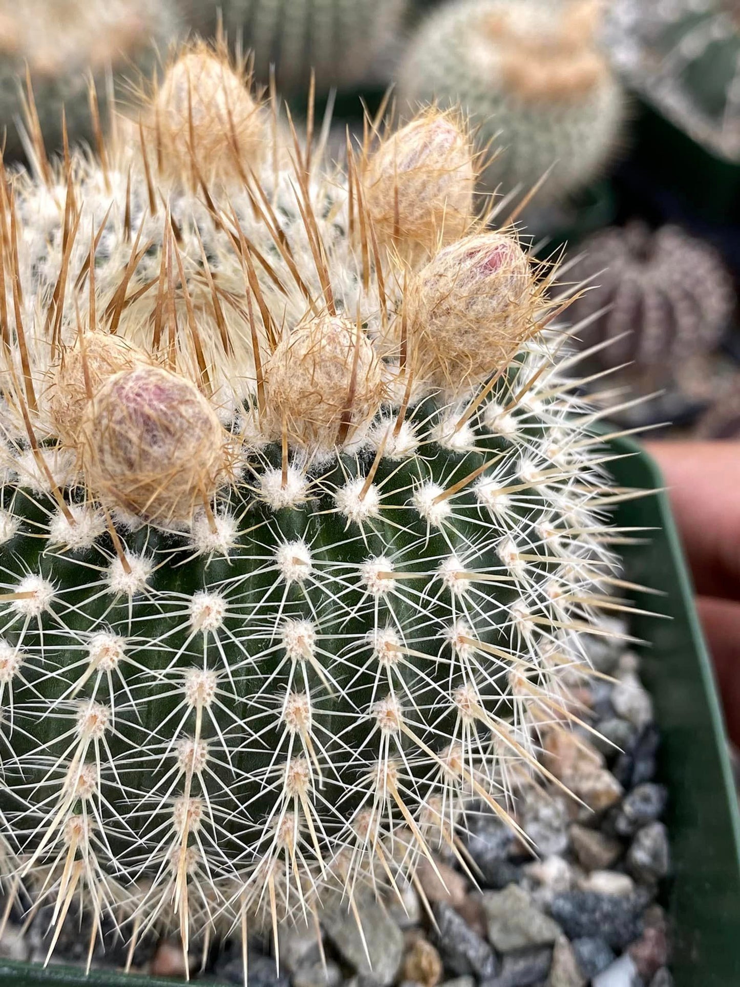 Notocactus gutierrezii