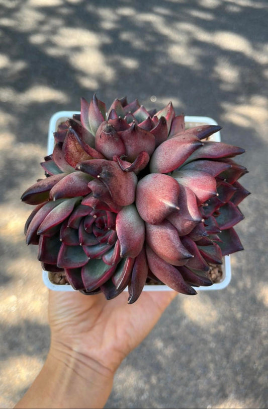 Echeveria fire pillar cluster