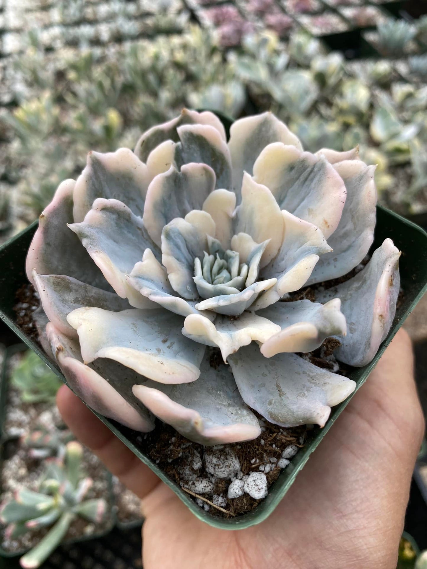 Echeveria lilacina variegated