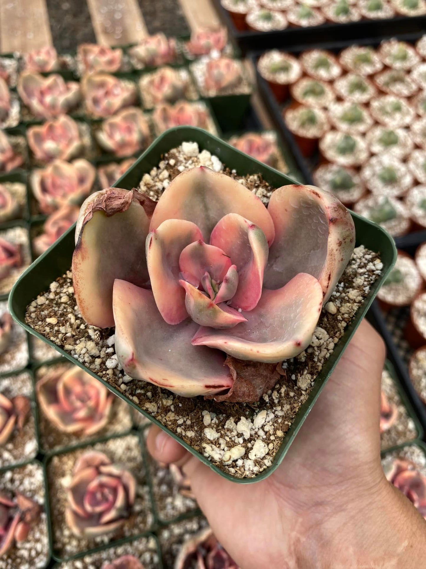 Echeveria golden state