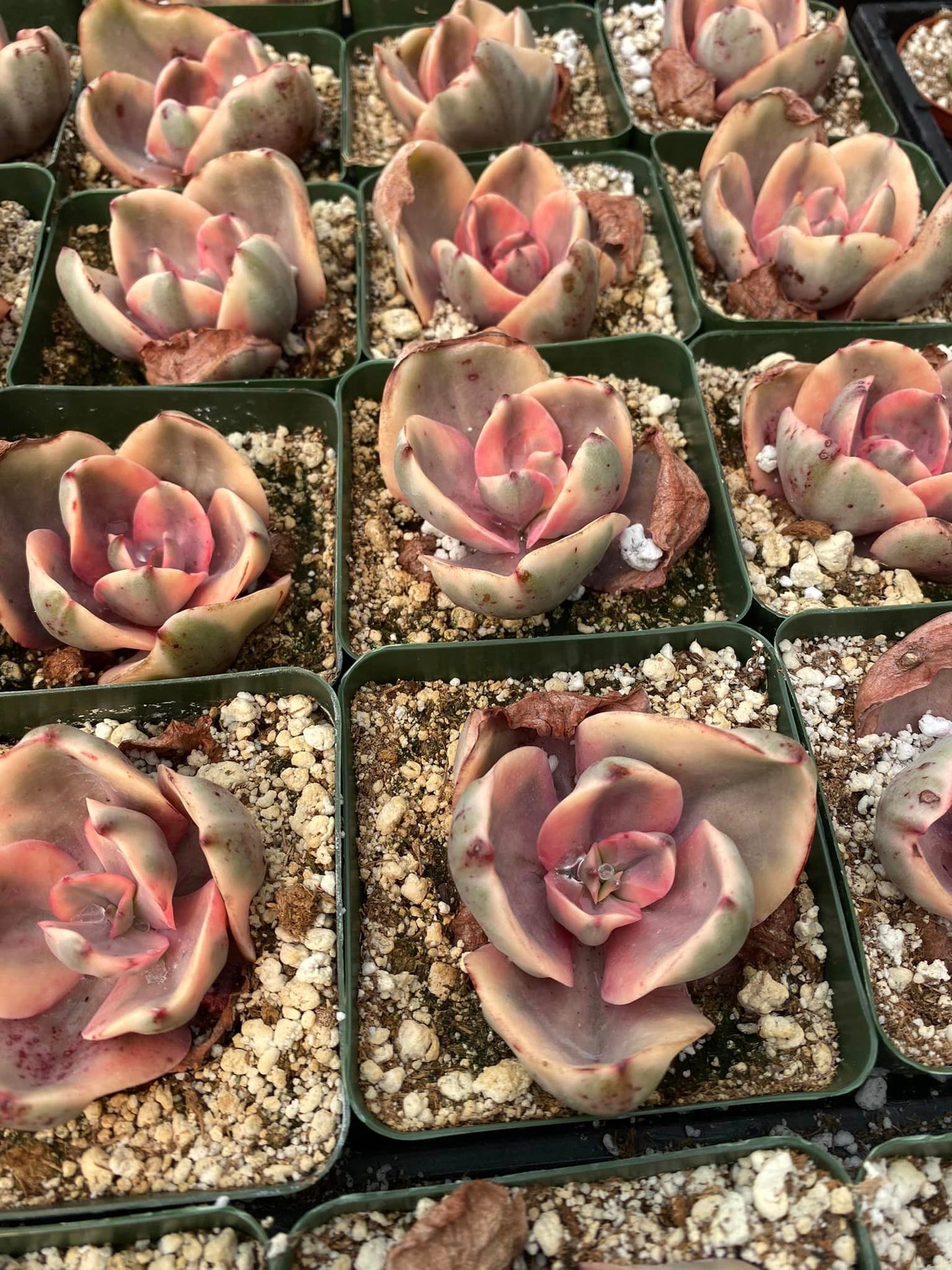 Echeveria golden state