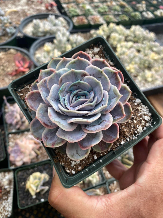 Echeveria blue surprise variegated