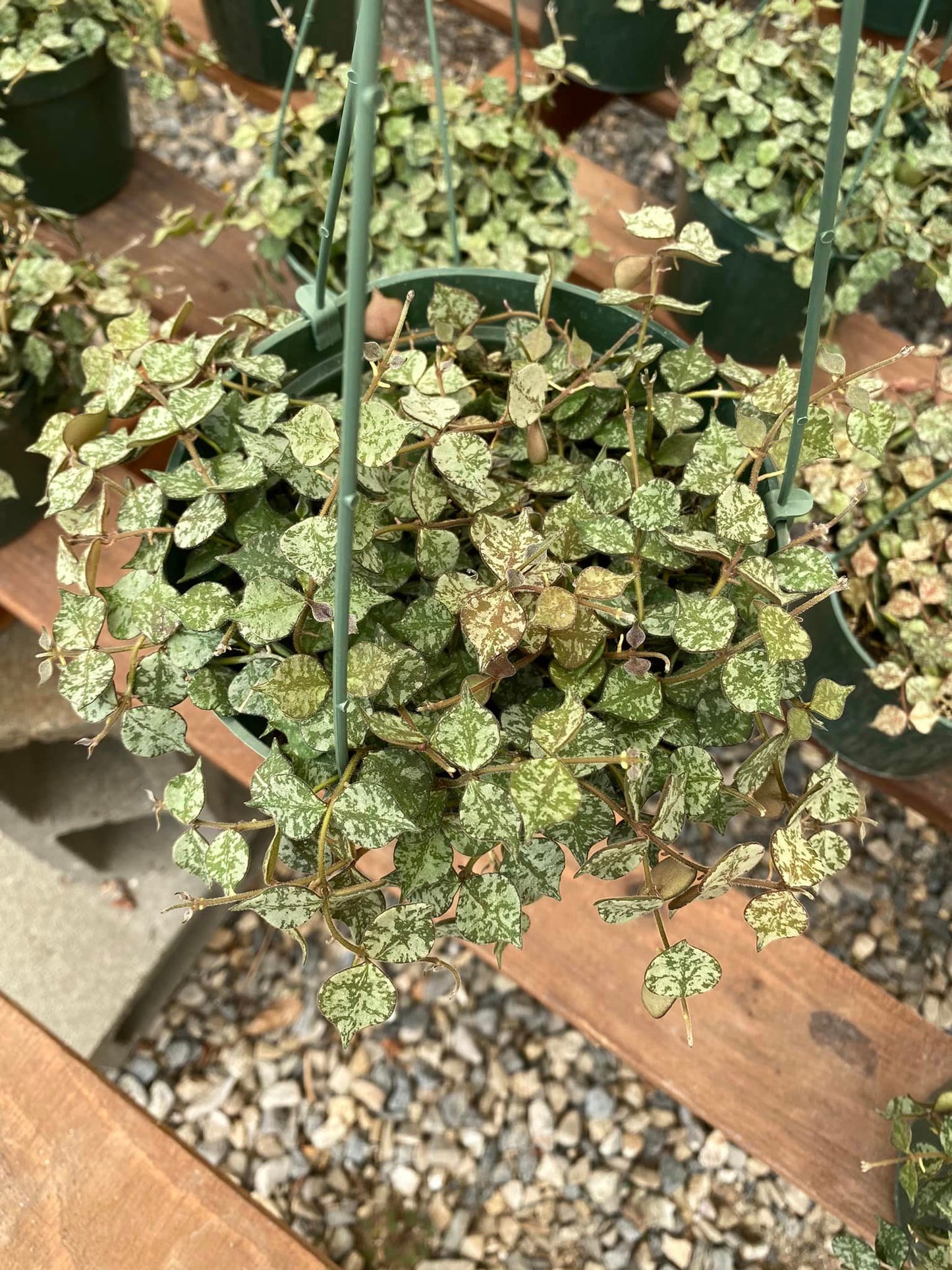 Hoya curtisii 6”