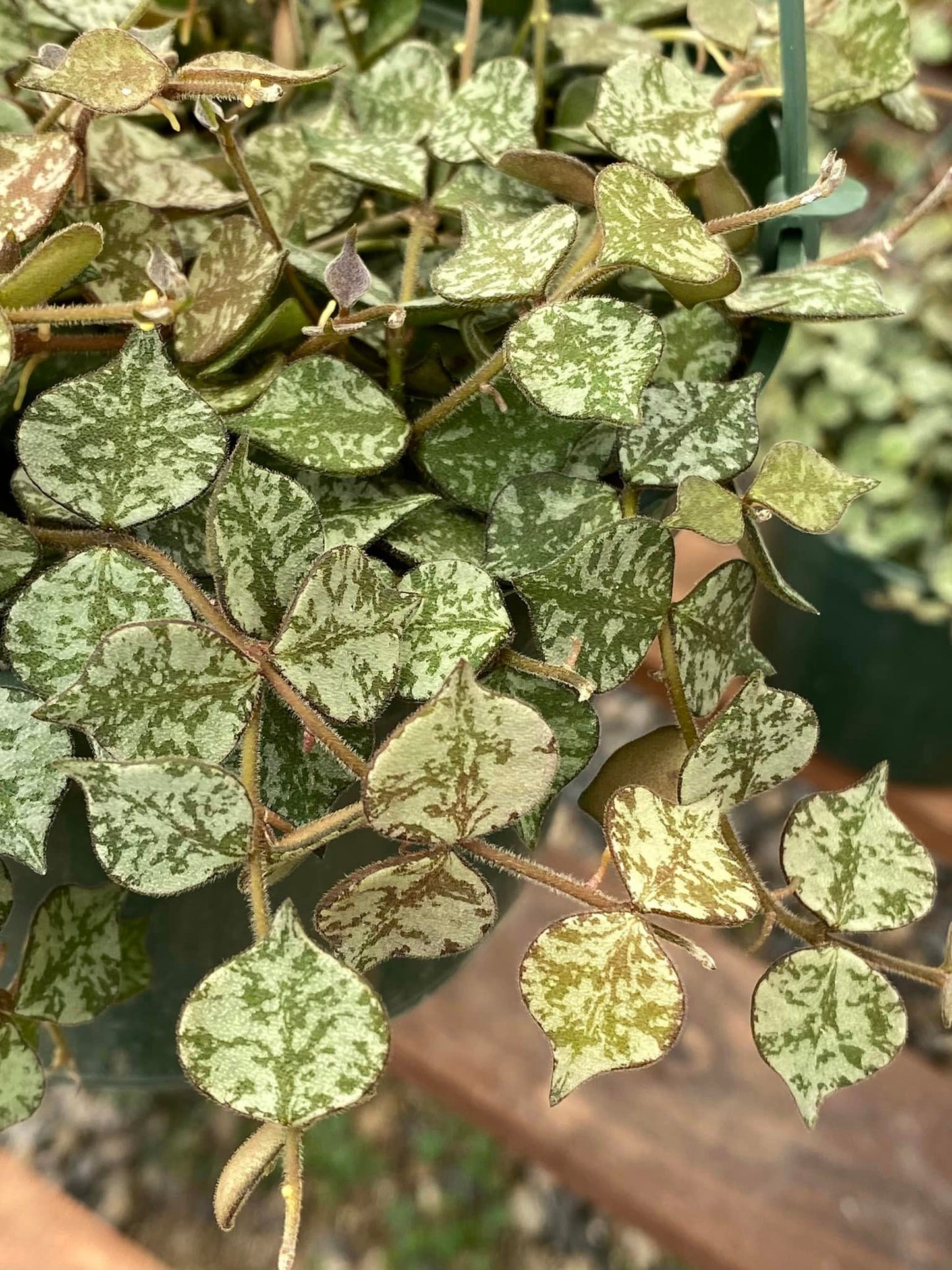 Hoya curtisii 6”