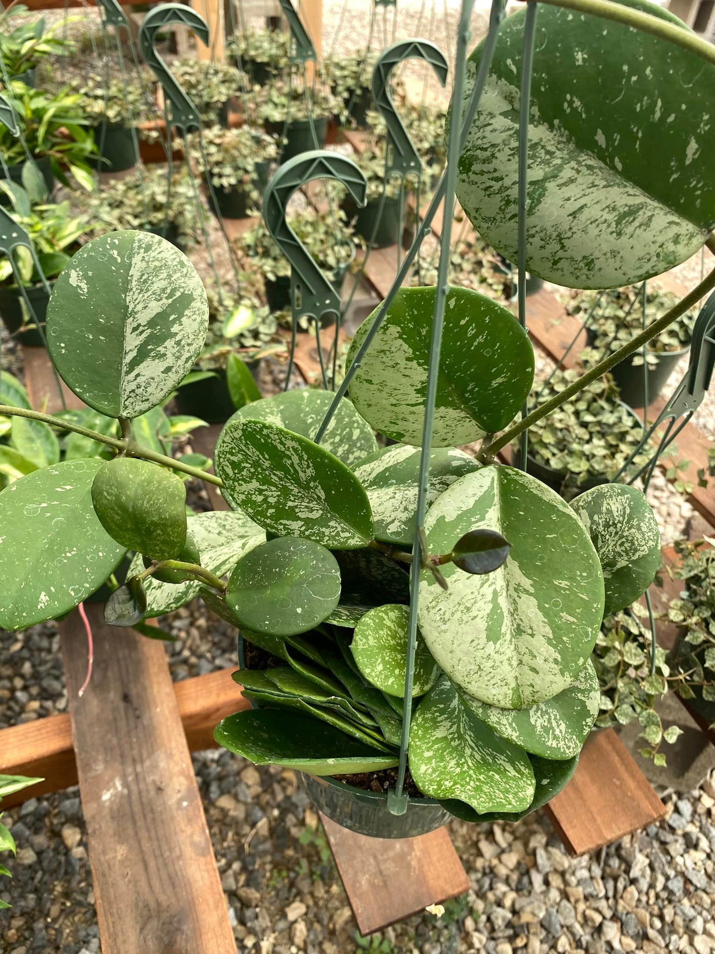 Hoya obovata splash 6”