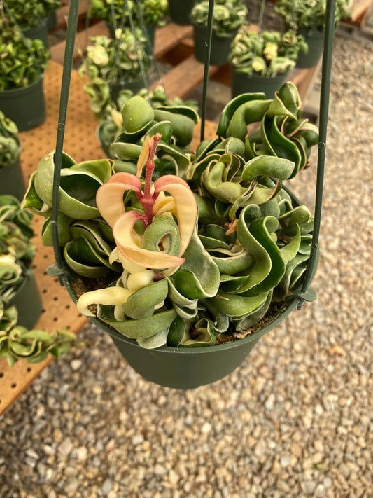 Hoya hindu tope Variegada 6”