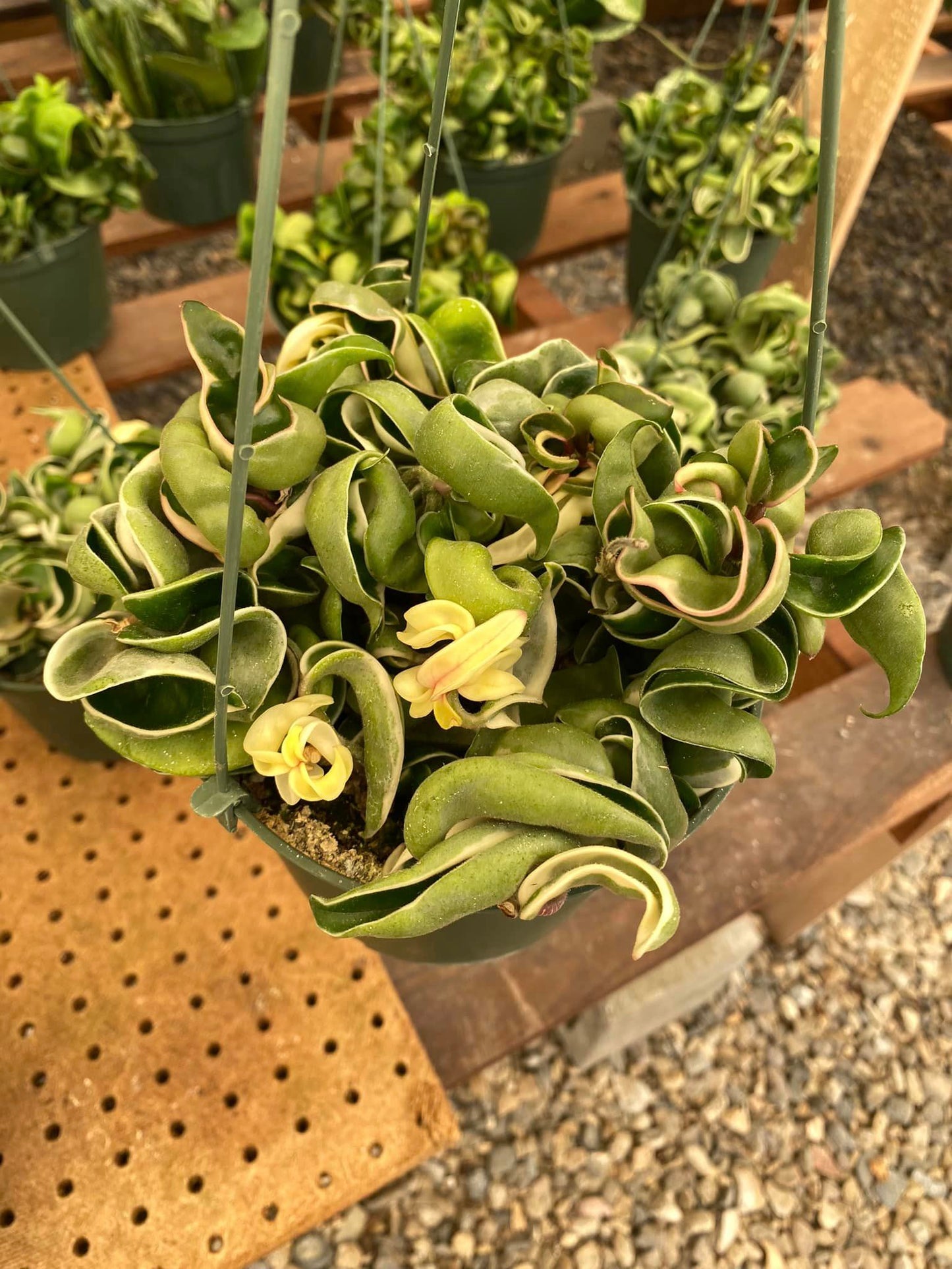 Hoya hindu tope Variegada 6”