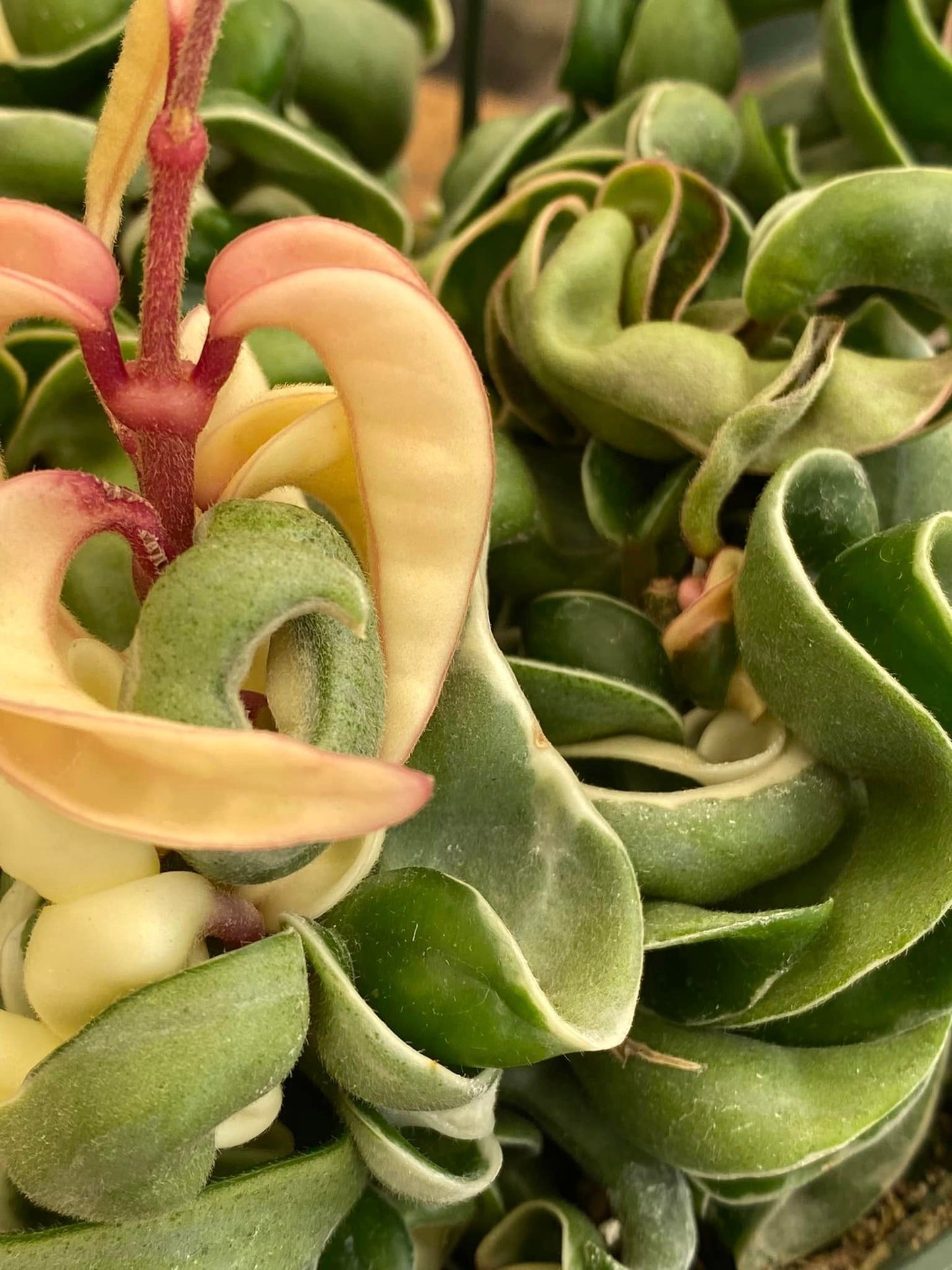 Hoya hindu tope Variegada 6”