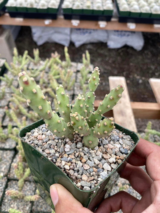 Tephrocactus verschaffeltii