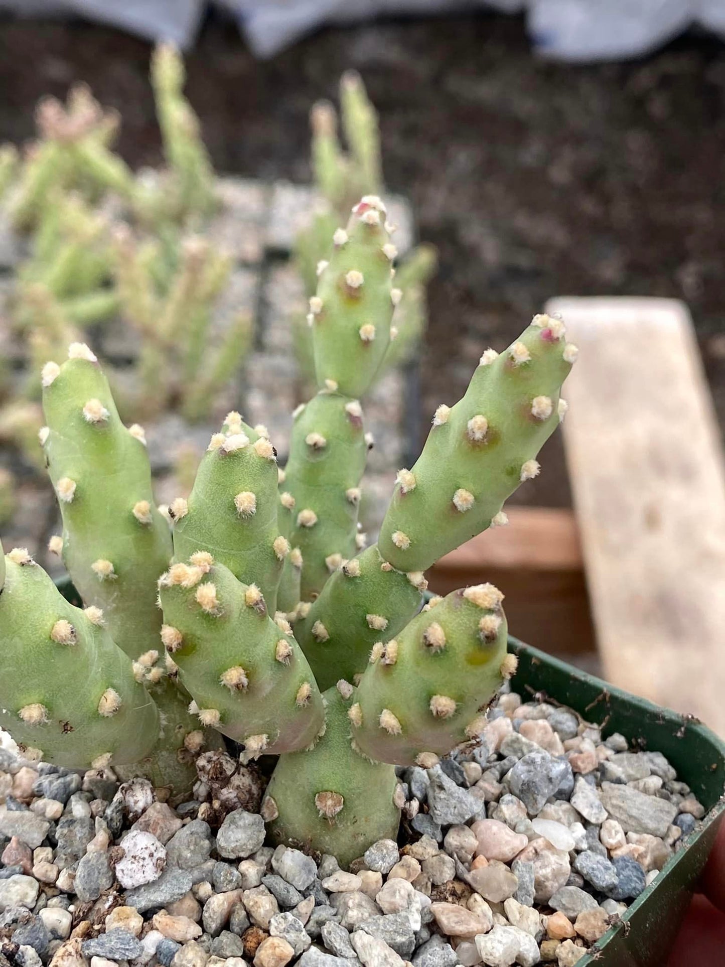 Tephrocactus verschaffeltii