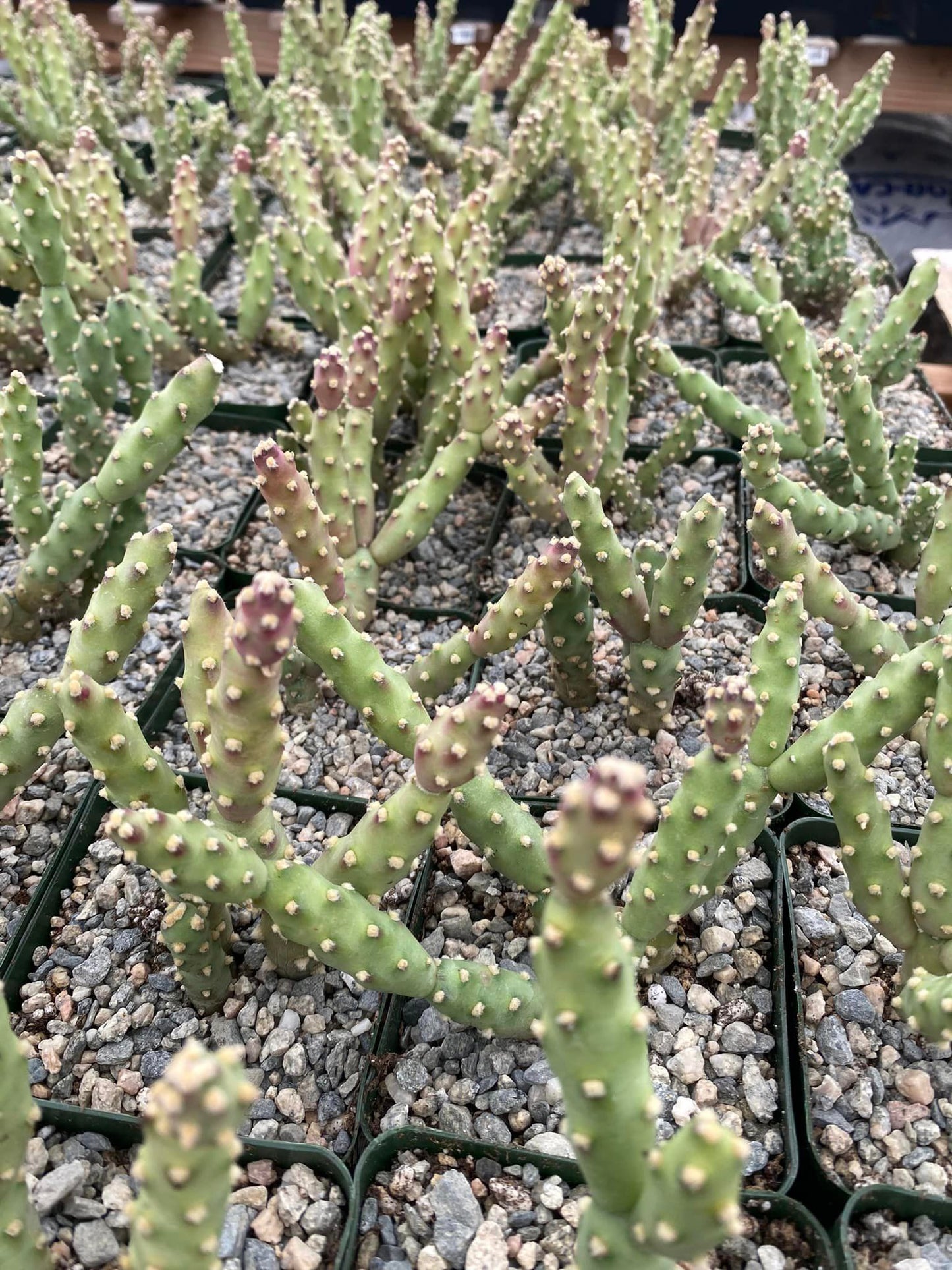 Tephrocactus verschaffeltii