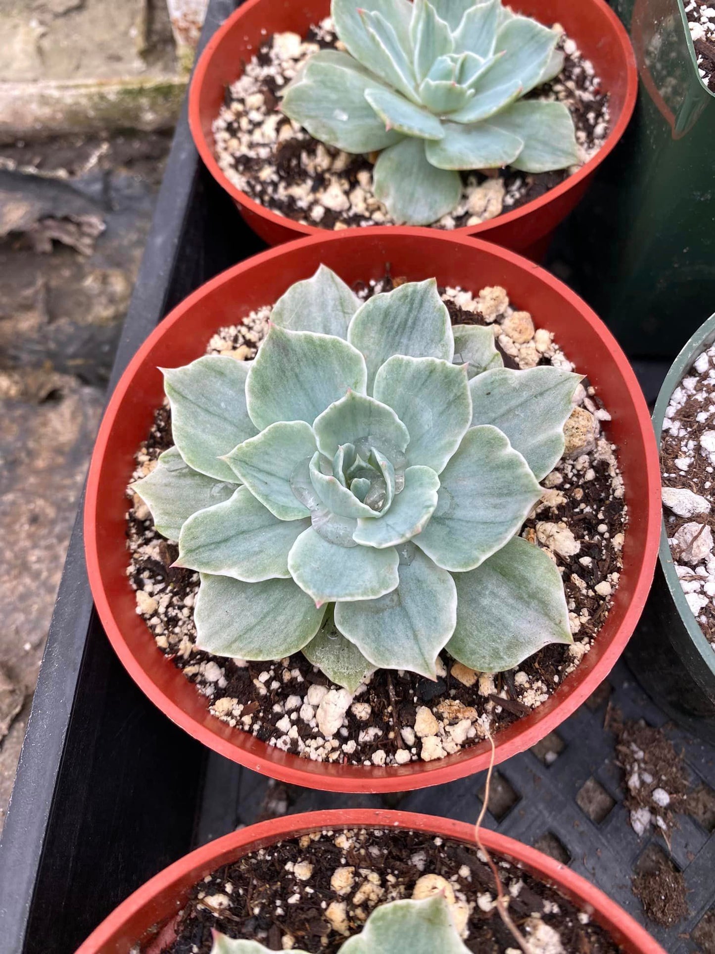 Echeveria