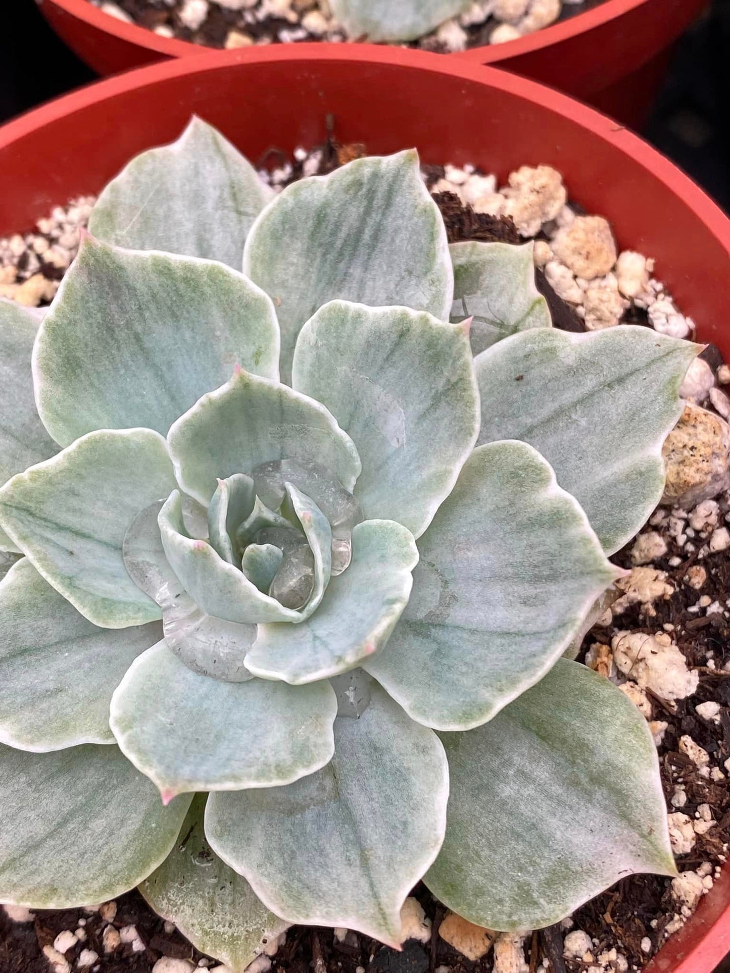 Echeveria