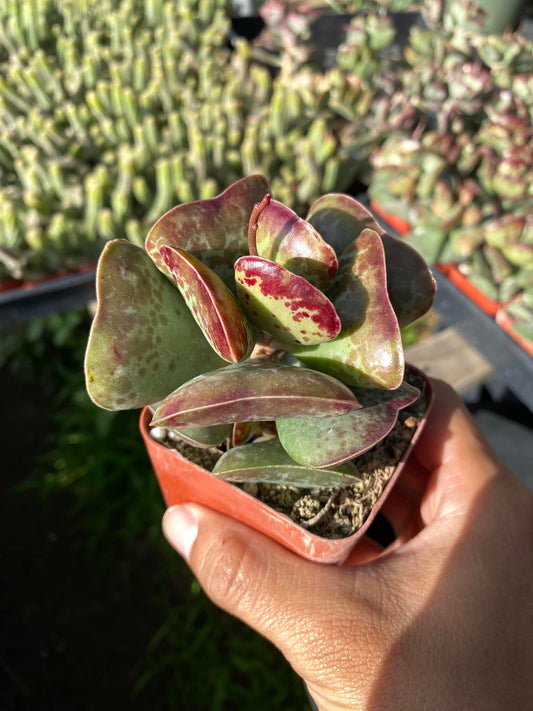 Adrosmichus Calico Hearts