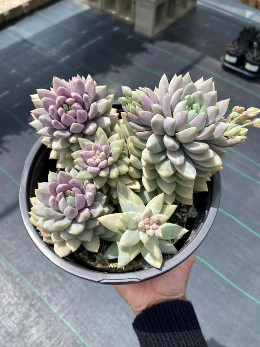 Sedeveria lilac mist cluster