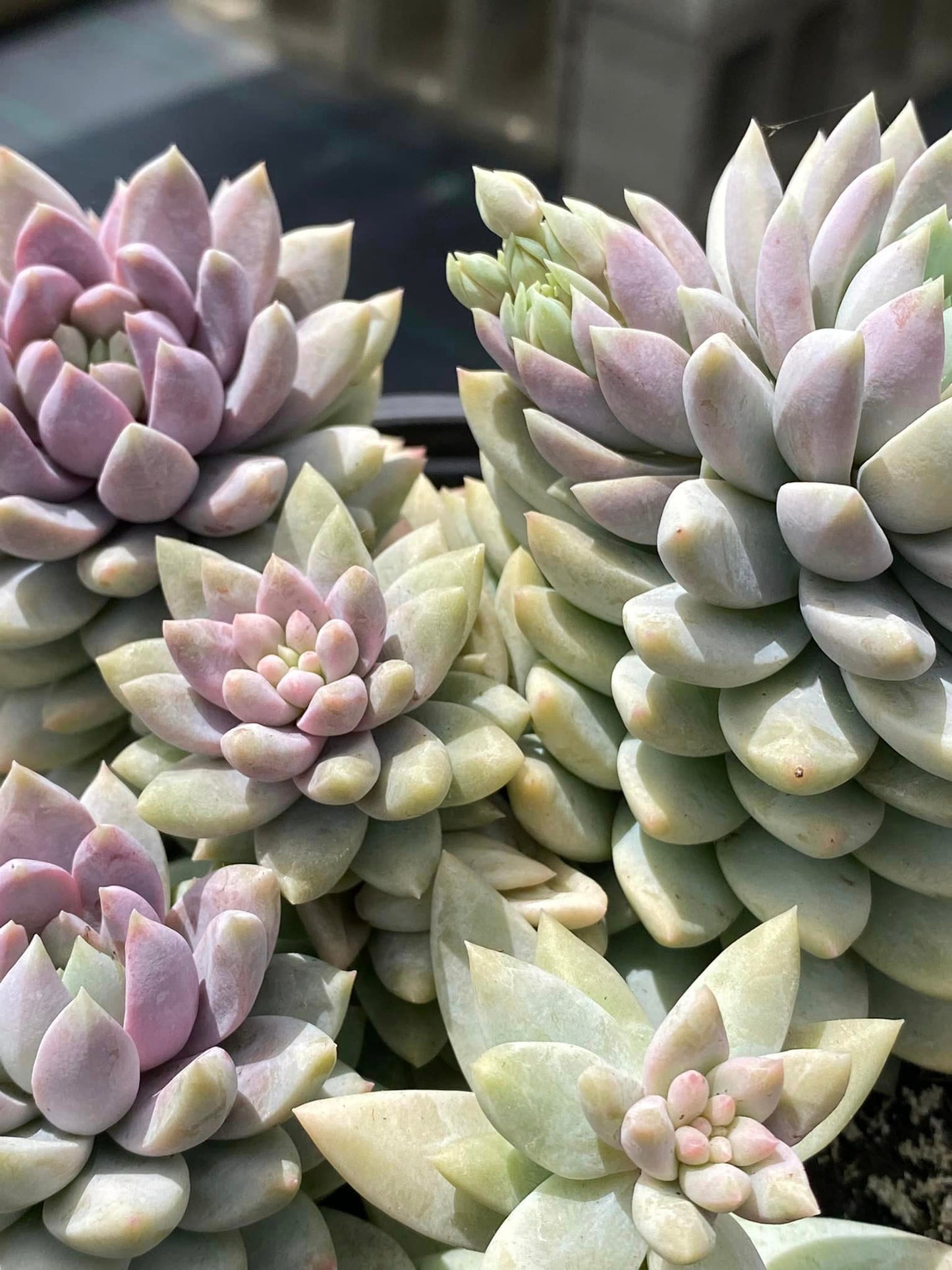 Sedeveria lilac mist cluster