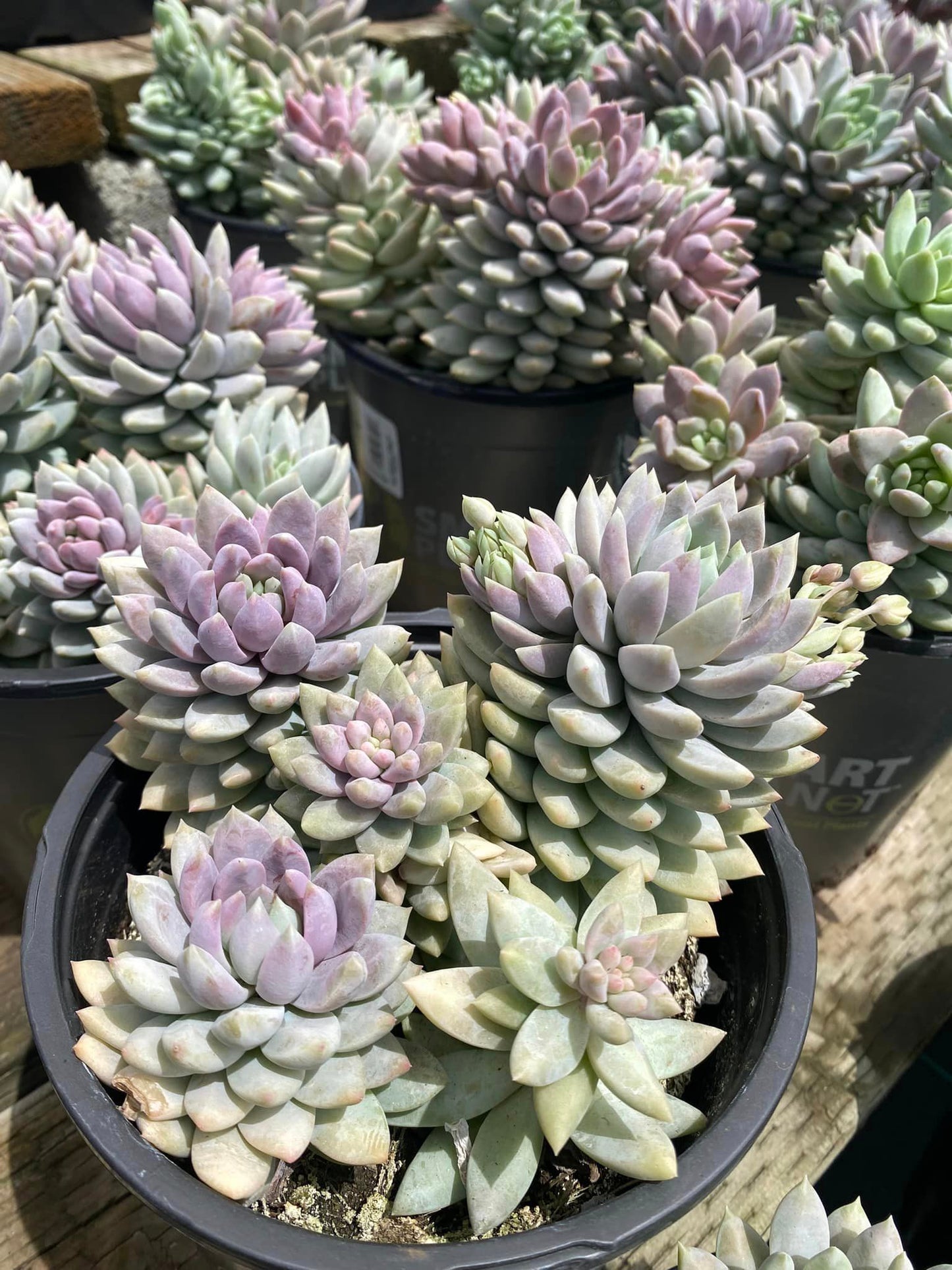 Sedeveria lilac mist cluster