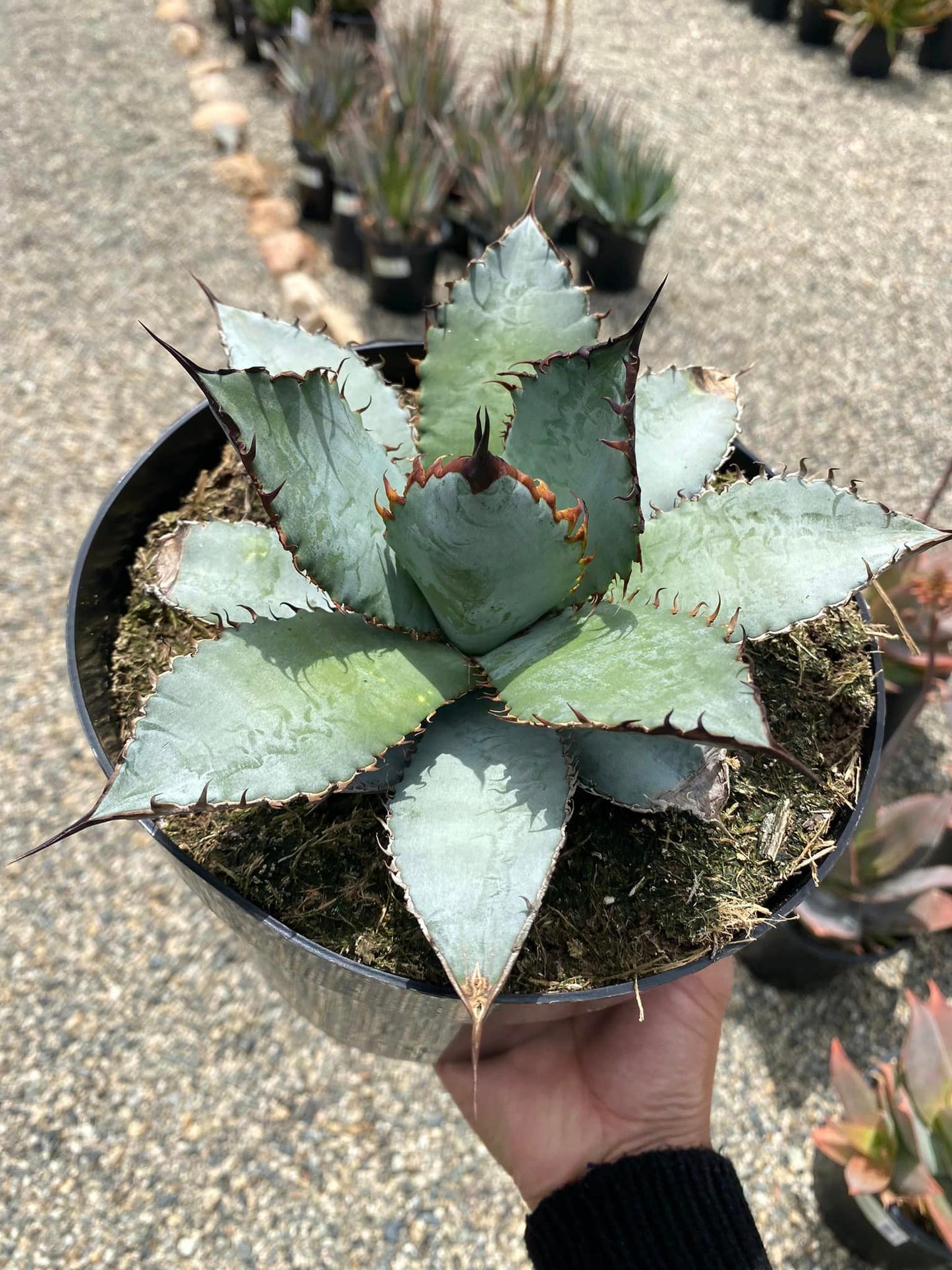 Agave Titanota "Black and blue"