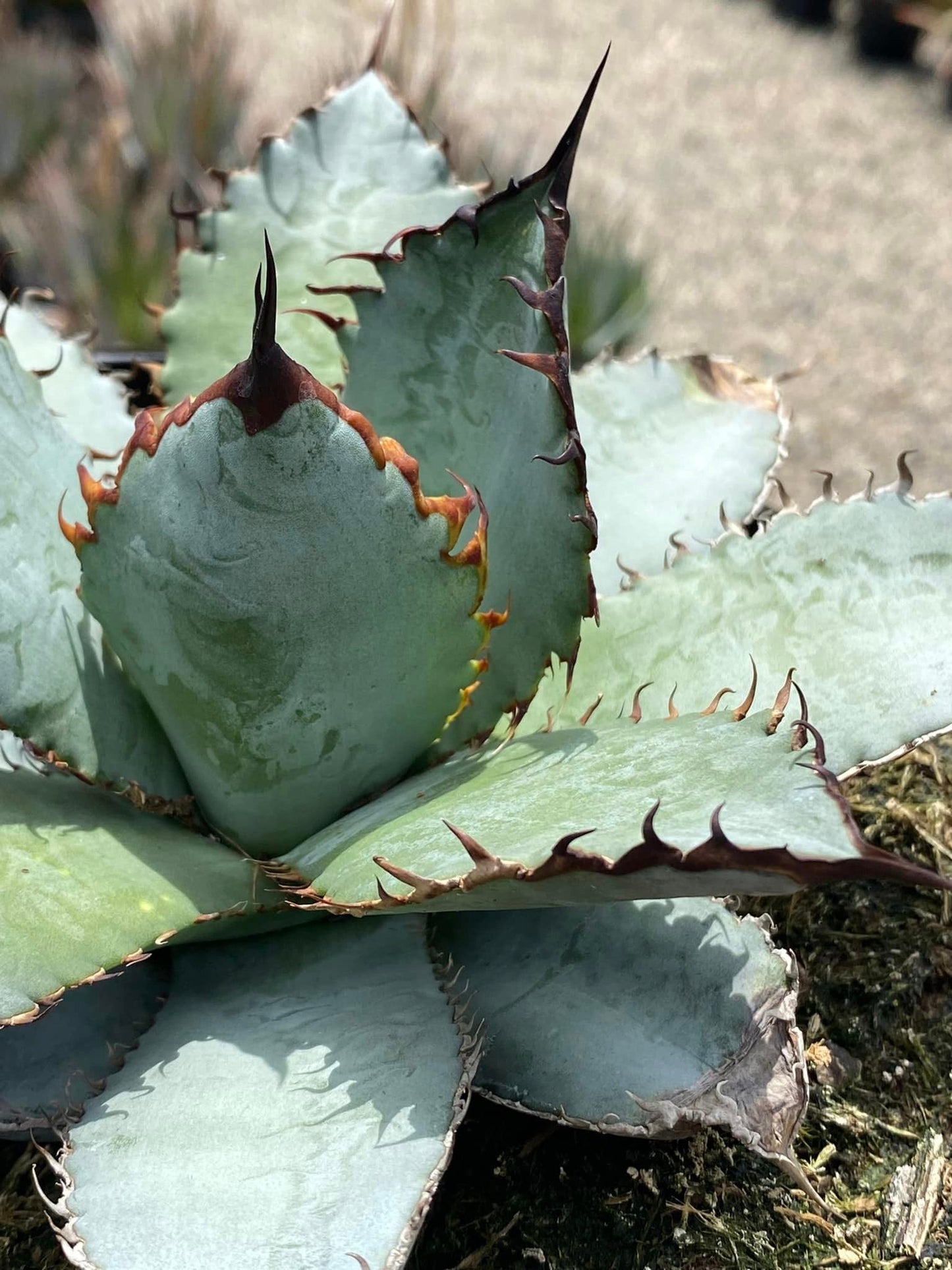 Agave Titanota "Black and blue"