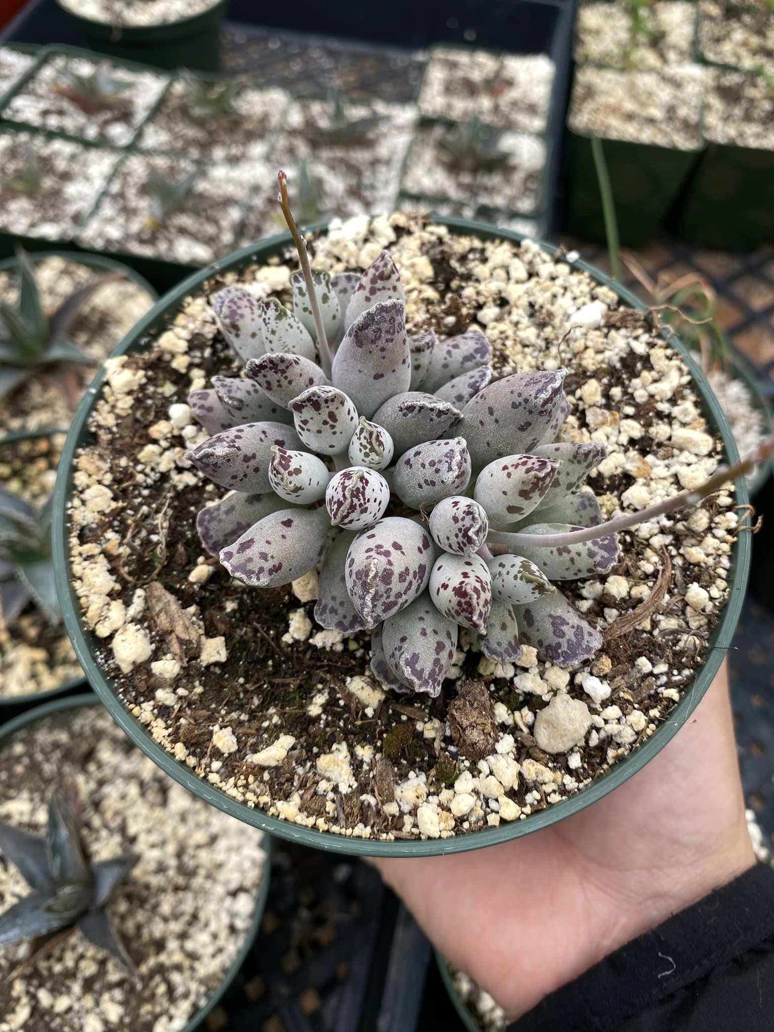 Adromischus cooperi 'Festivus White' – TiaJuanas Plants México