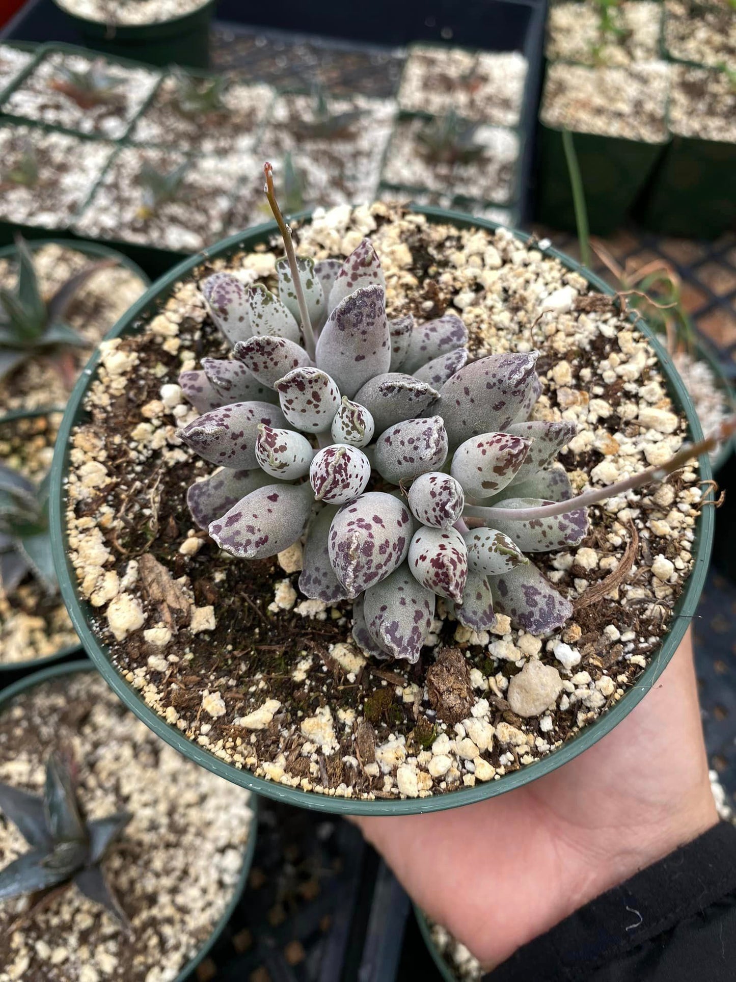 Adromischus cooperi 'Festivus White'