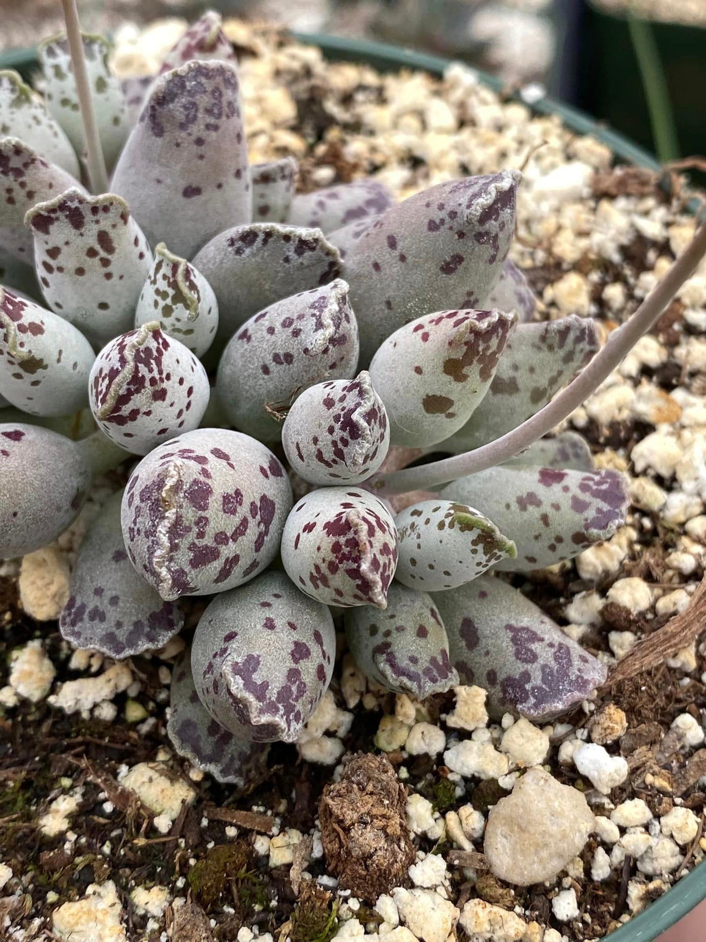 Adromischus cooperi 'Festivus White'