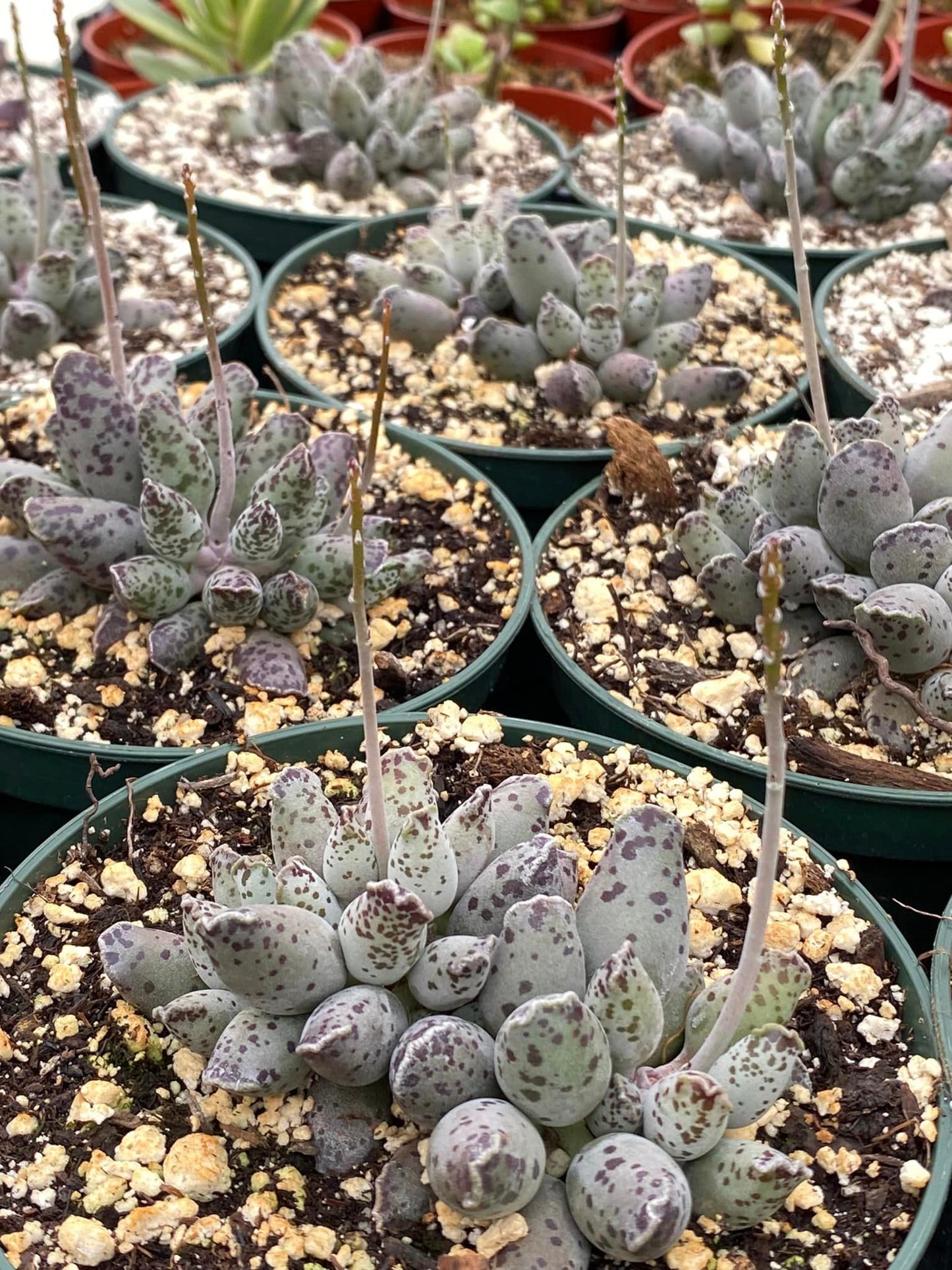 Adromischus cooperi 'Festivus White'