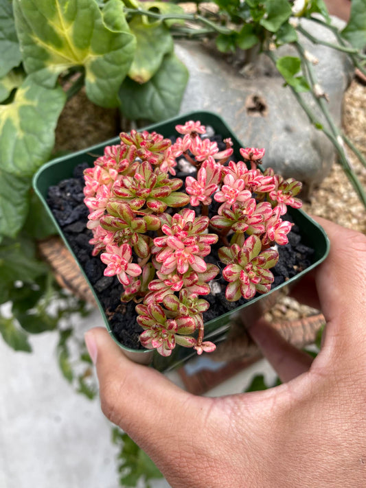 Aeonium Sedifolium variegado