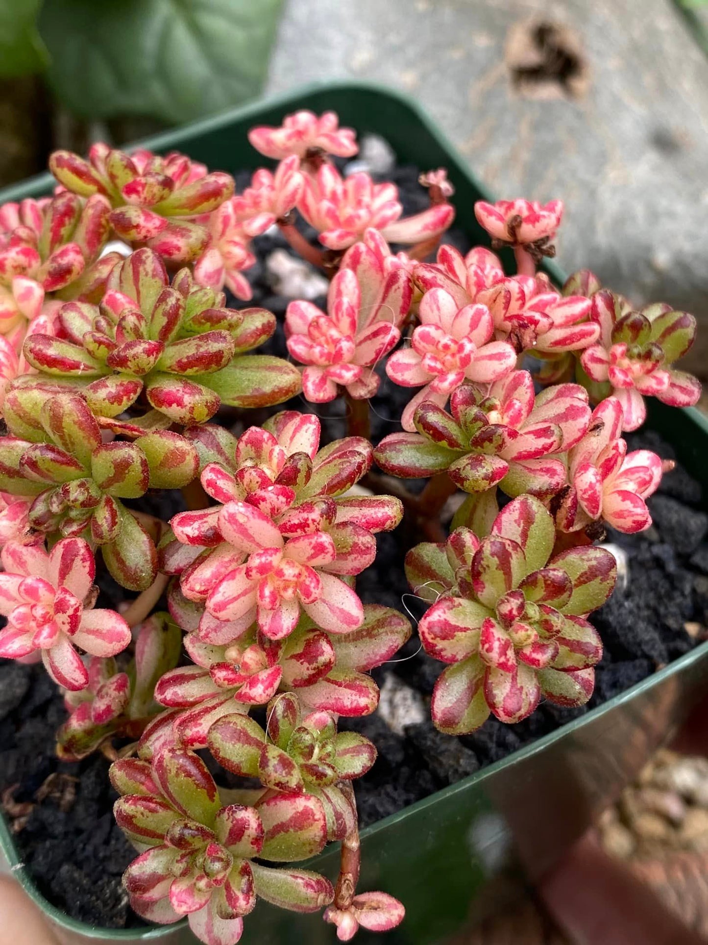 Aeonium Sedifolium variegado