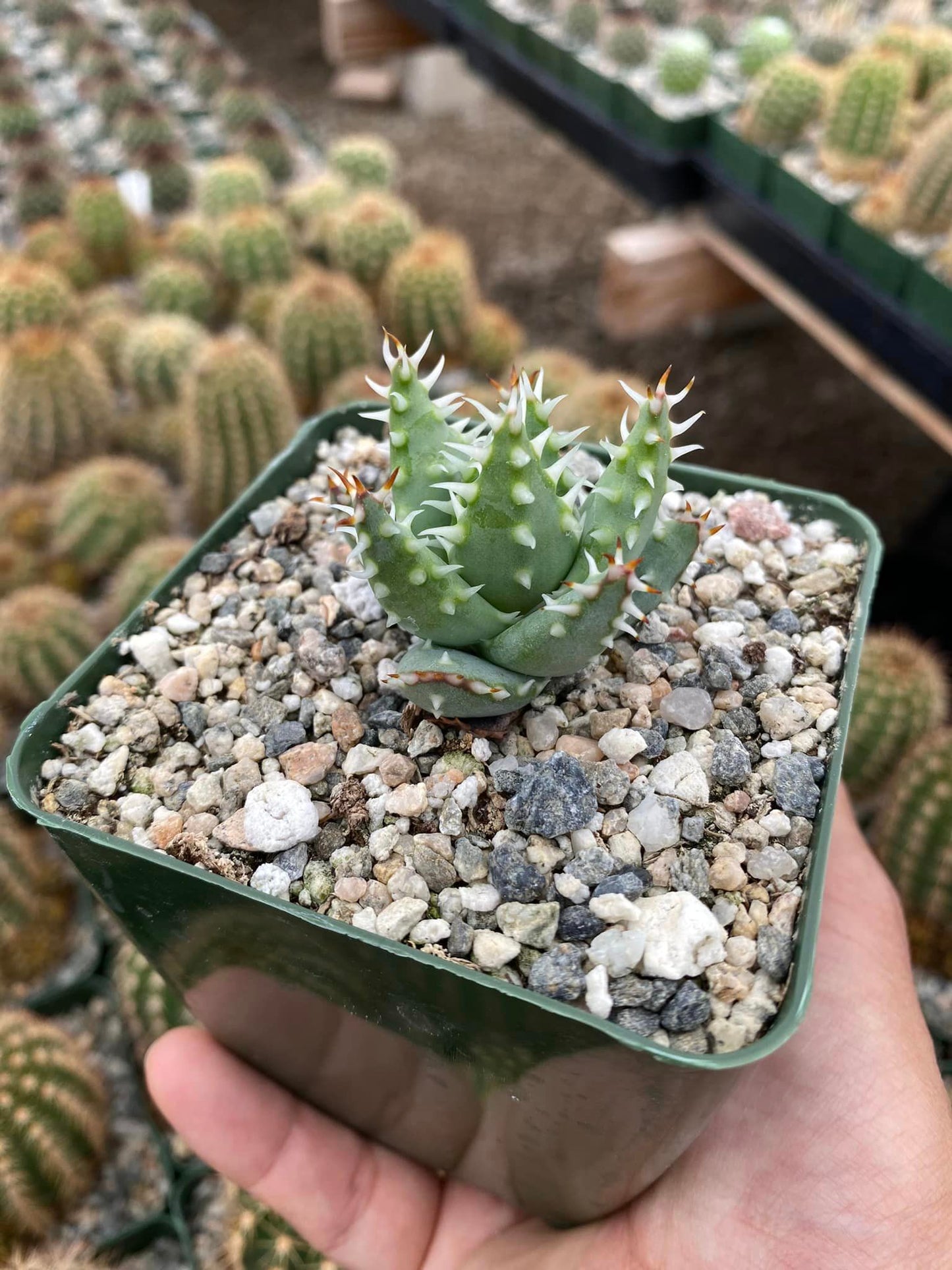 Aloe melanacantha var. Erinacea