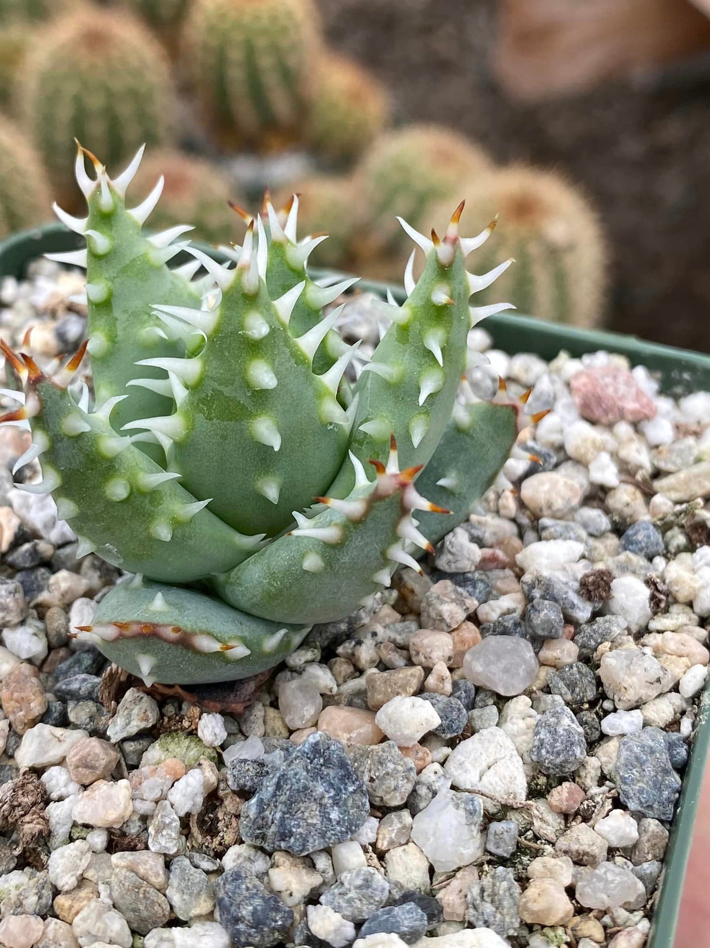 Aloe melanacantha var. Erinacea