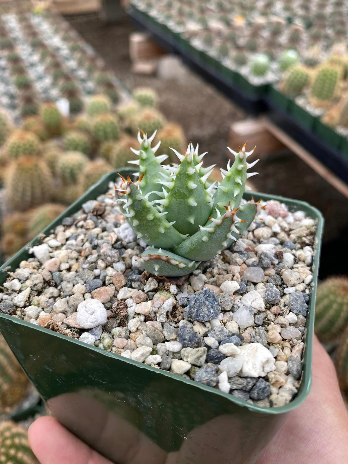 Aloe melanacantha var. Erinacea