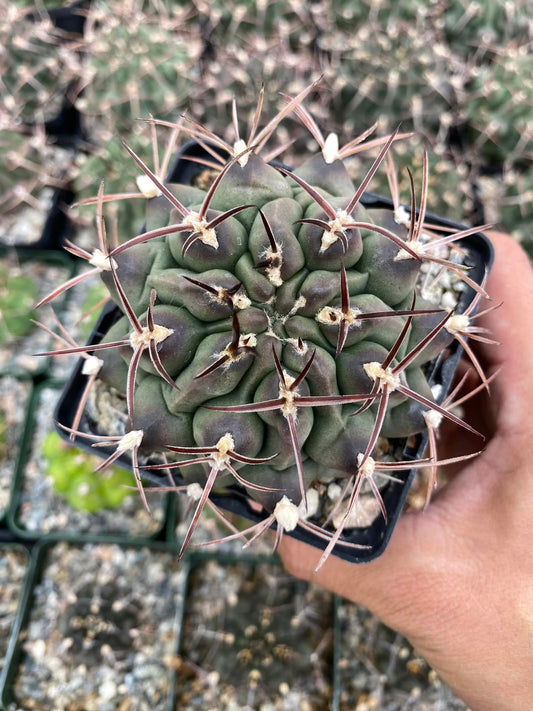 Gymnocalycium schickendantzii