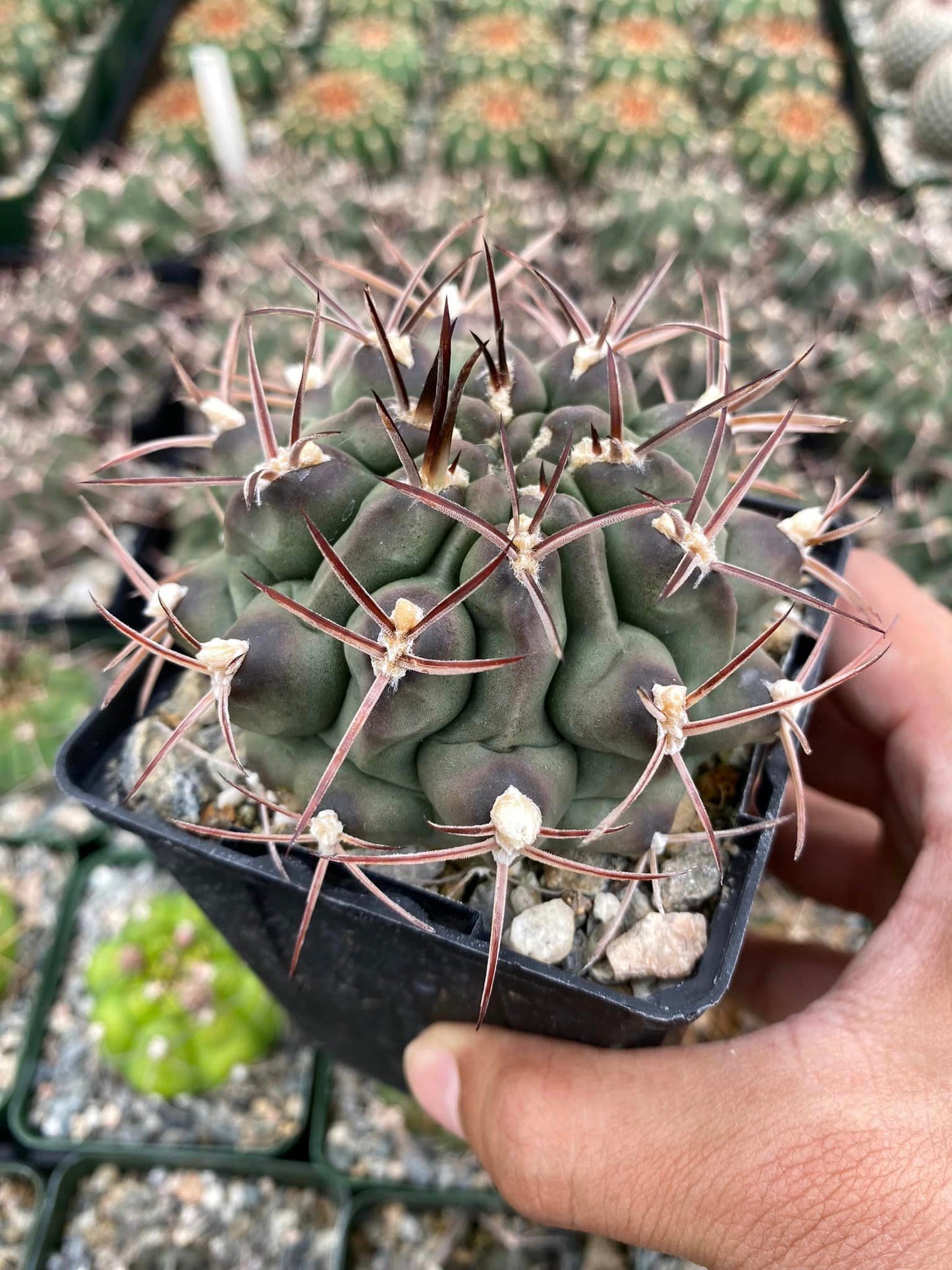 Gymnocalycium schickendantzii