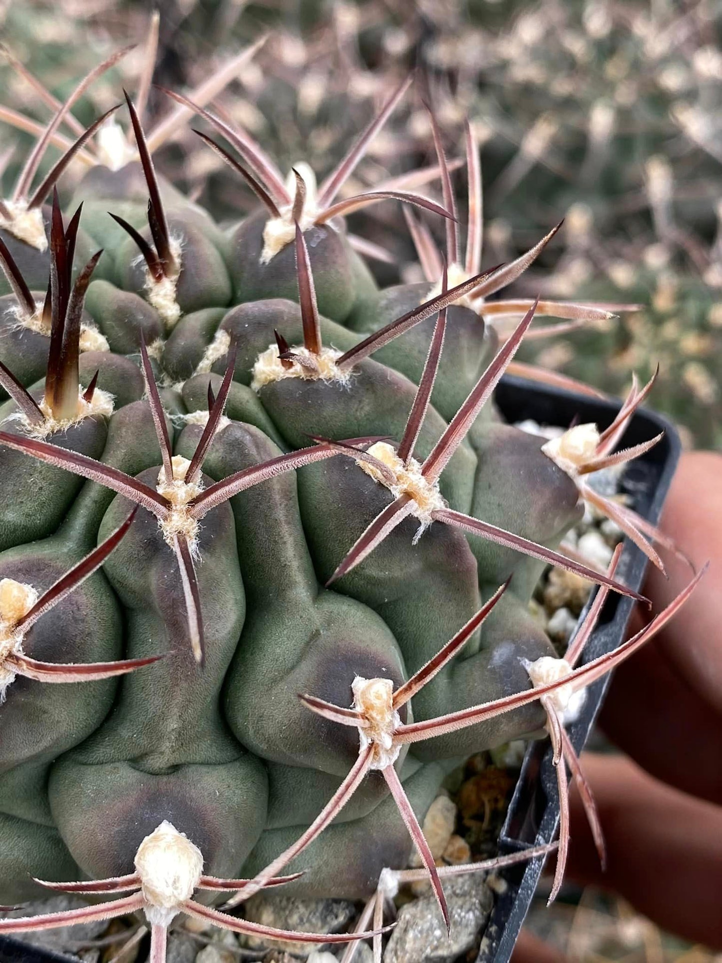 Gymnocalycium schickendantzii