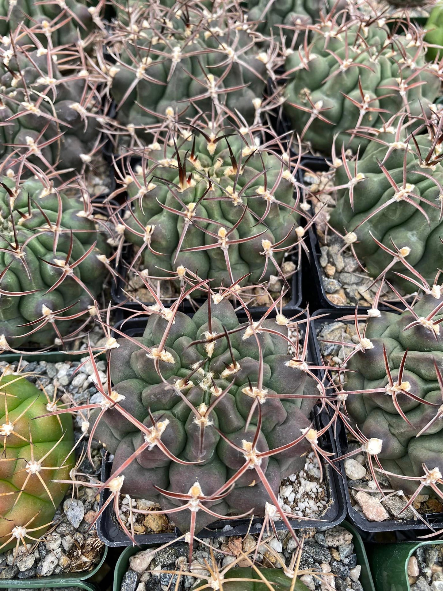 Gymnocalycium schickendantzii