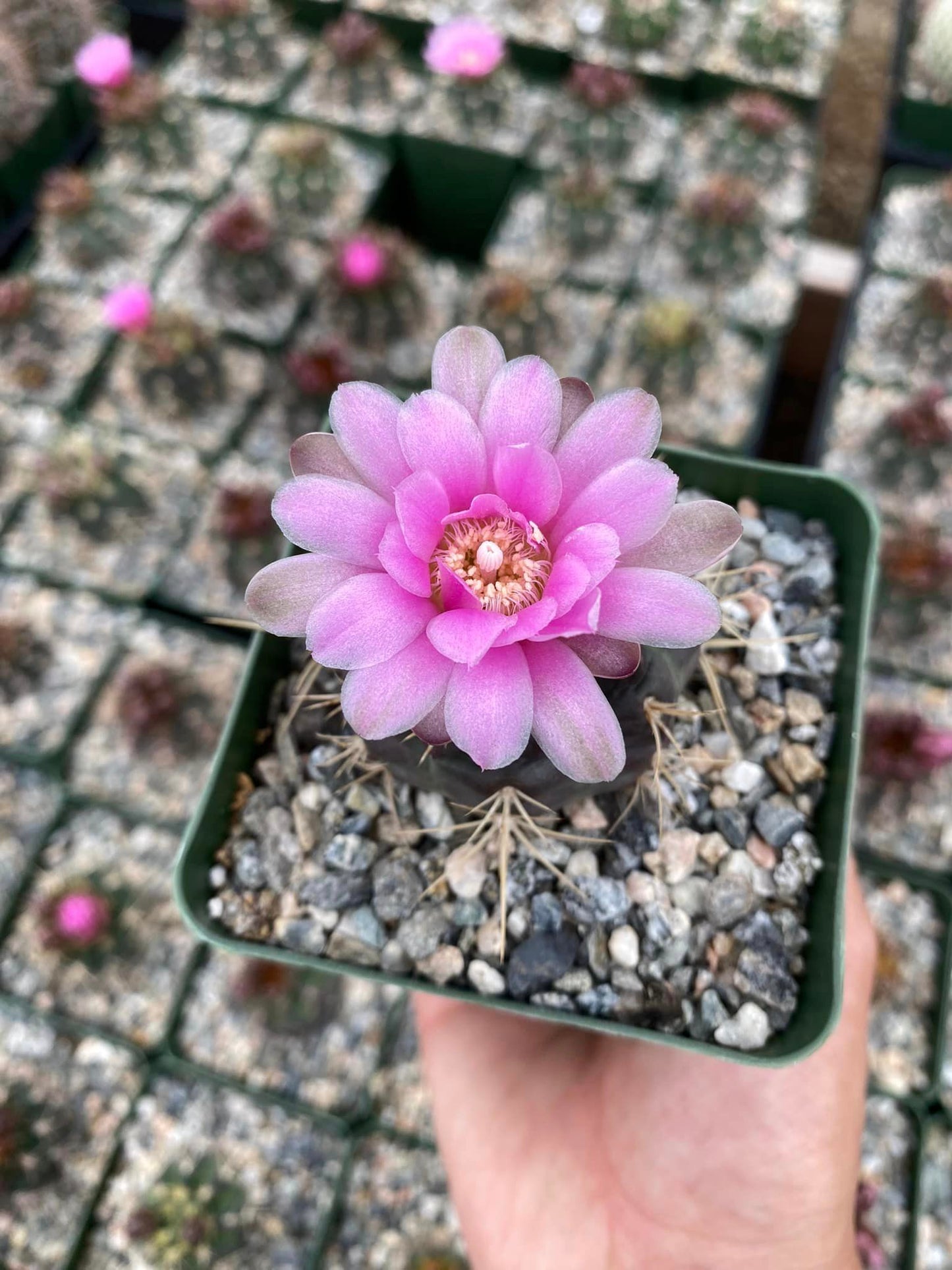 Gymnocalycium Nehuberi