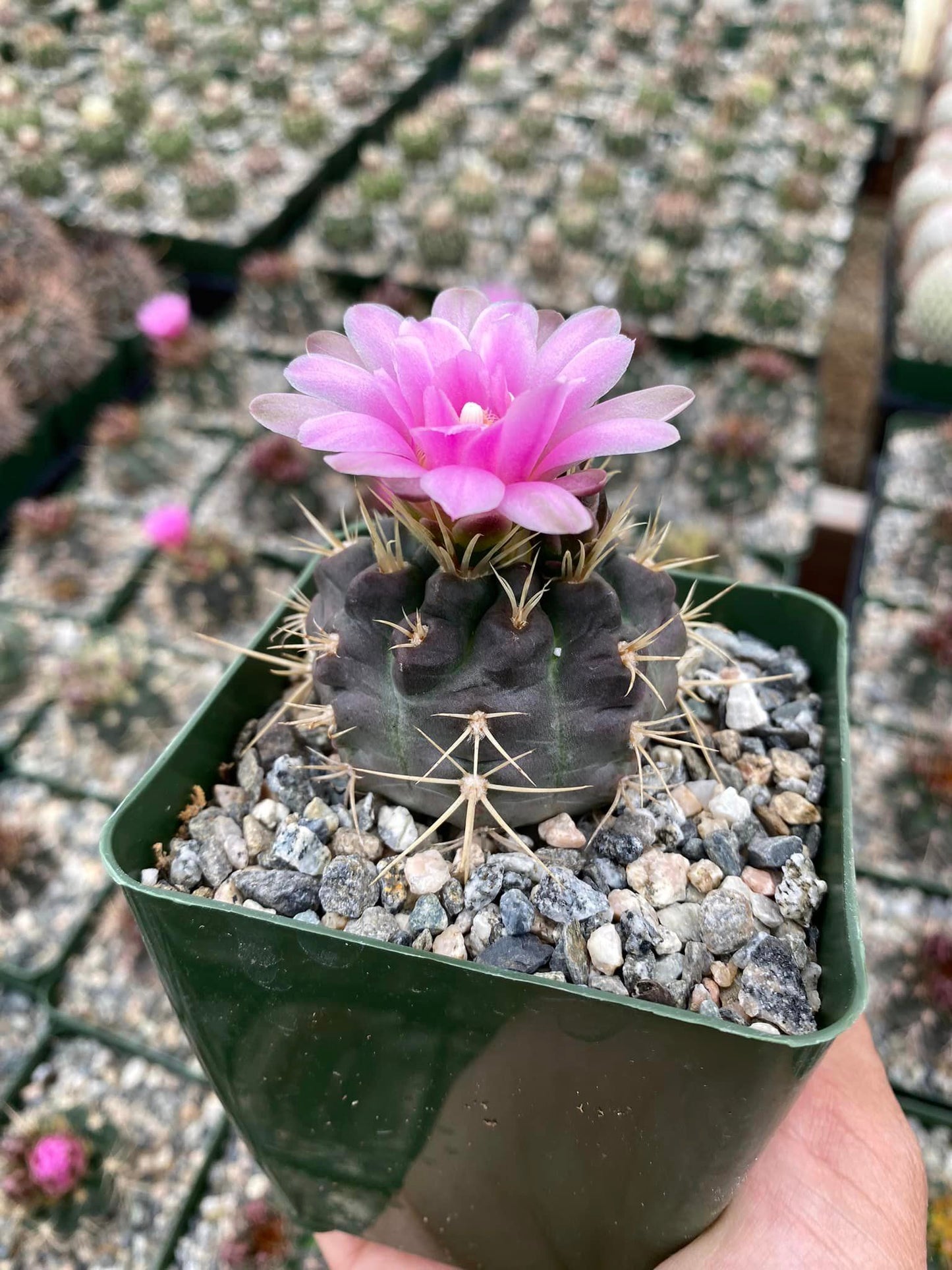 Gymnocalycium Nehuberi