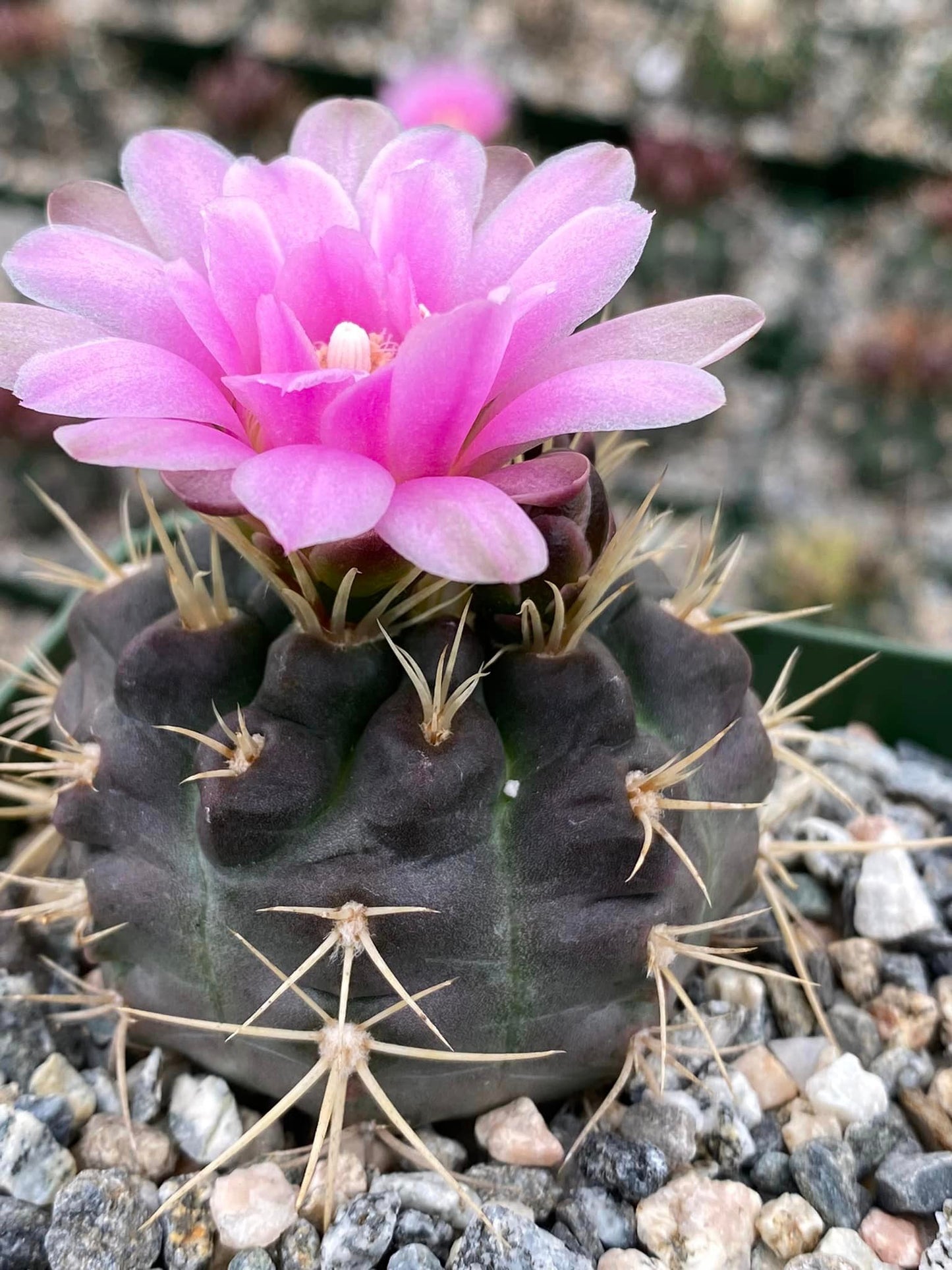 Gymnocalycium Nehuberi