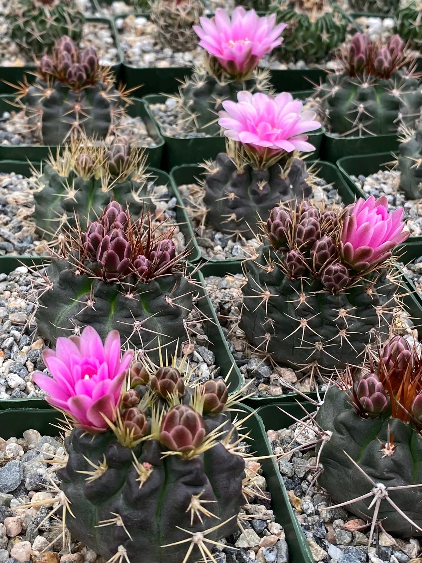 Gymnocalycium Nehuberi