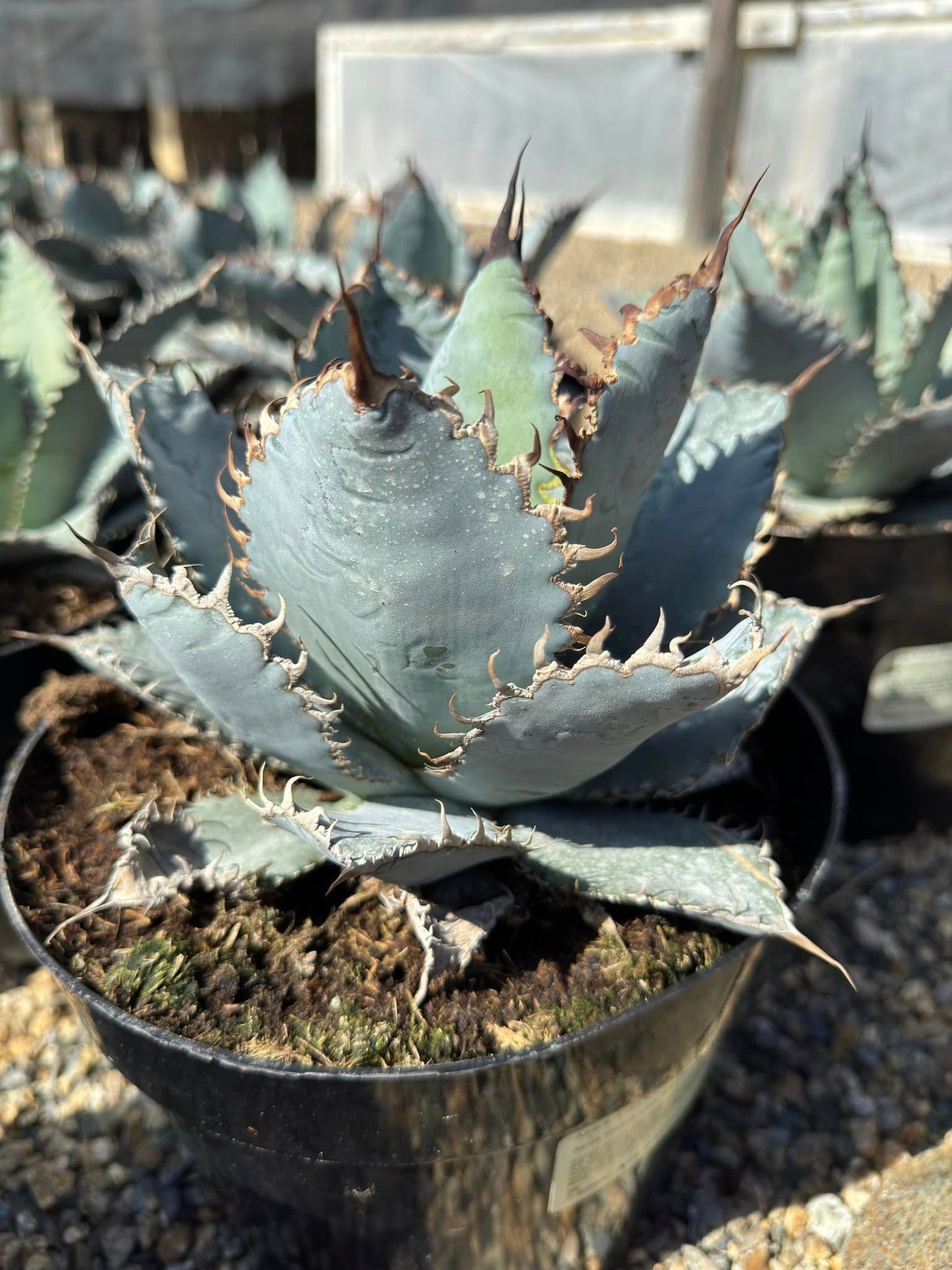 Agave titanota ‘lions mane’