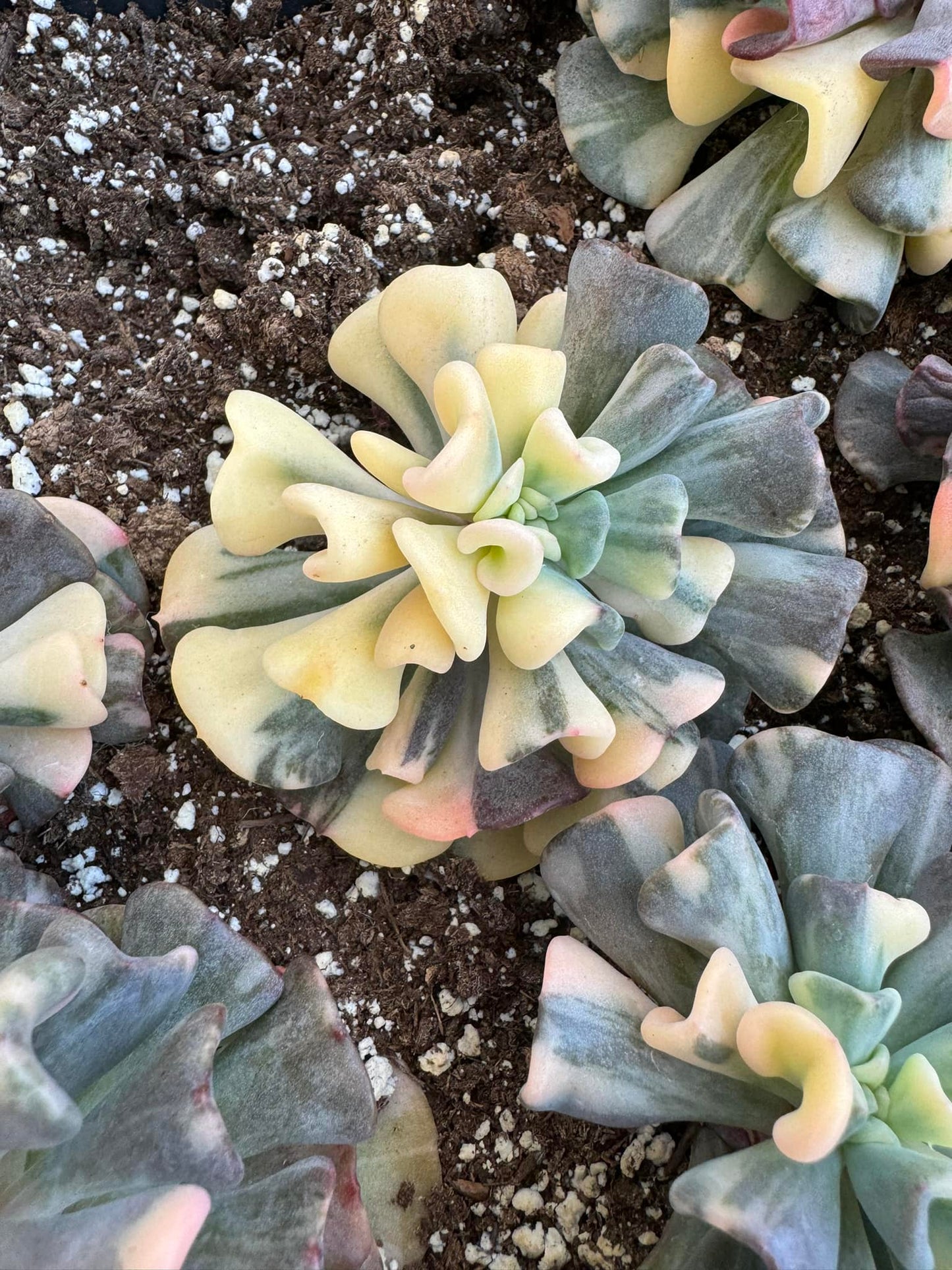 Echeveria 'Cubic Frost' Variegada